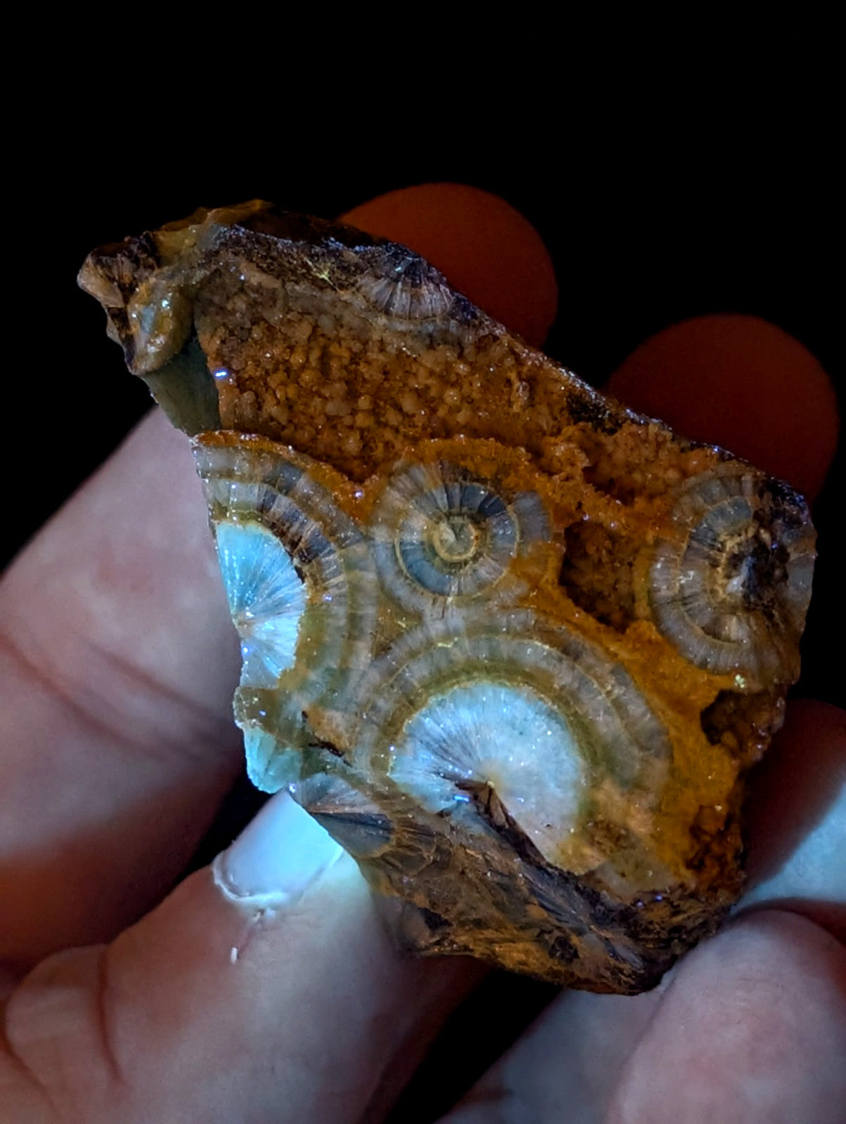 A hand holds a rugged, irregularly shaped fossilized rock featuring concentric circular patterns in shades of blue and white against an orange-brown matrix.