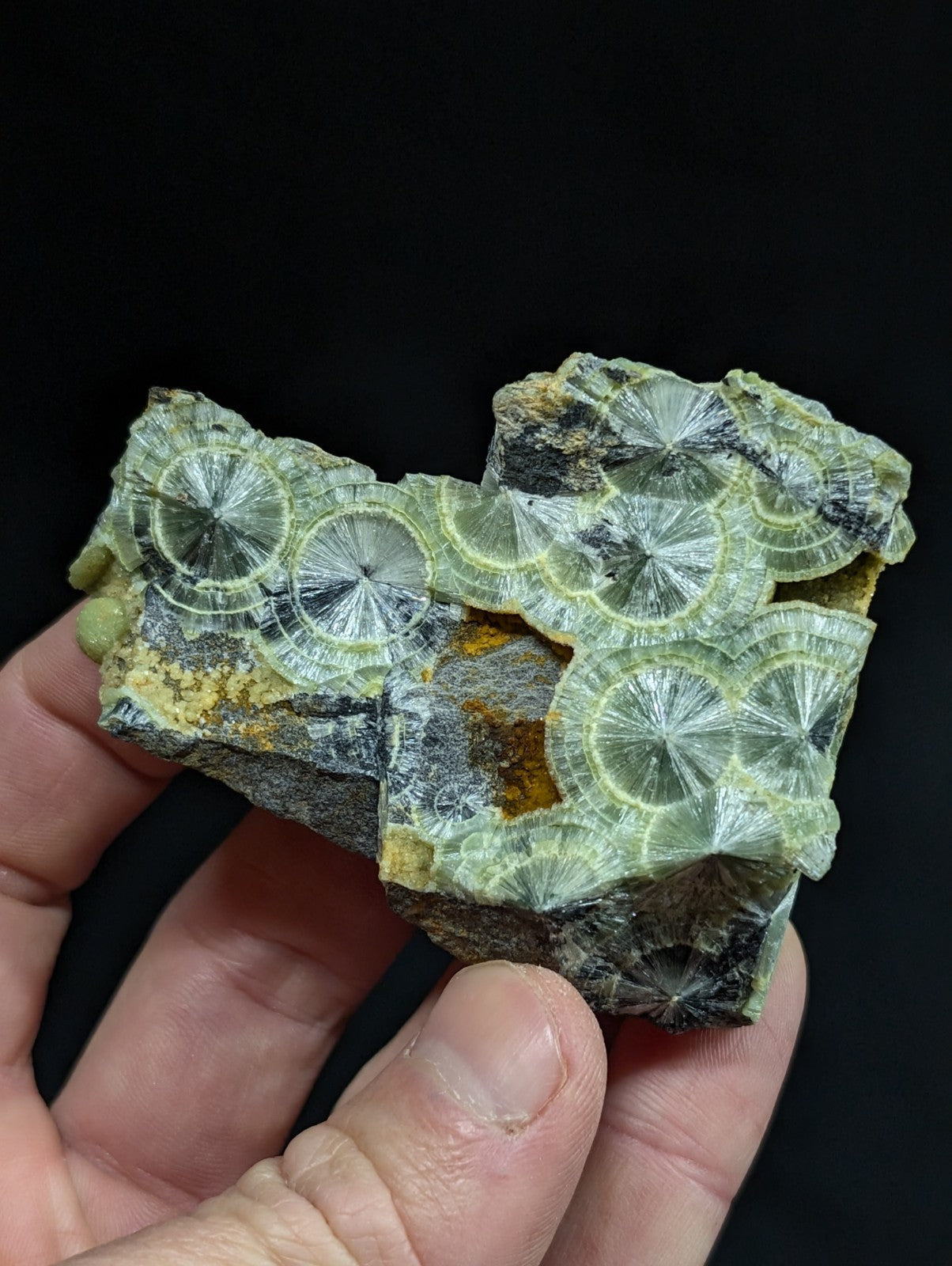 A hand holds a piece of greenish-yellow fossilized coral with intricate, radiating circular patterns embedded in dark rock.