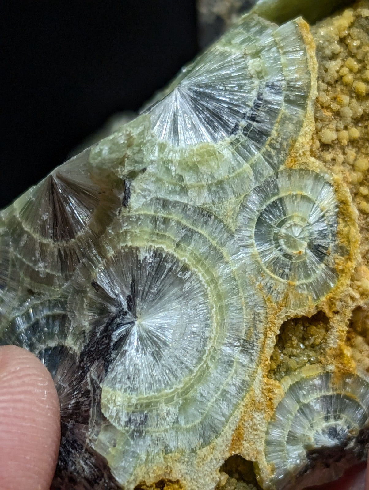 A translucent green and yellow fossilized coral specimen with intricate radial patterns.