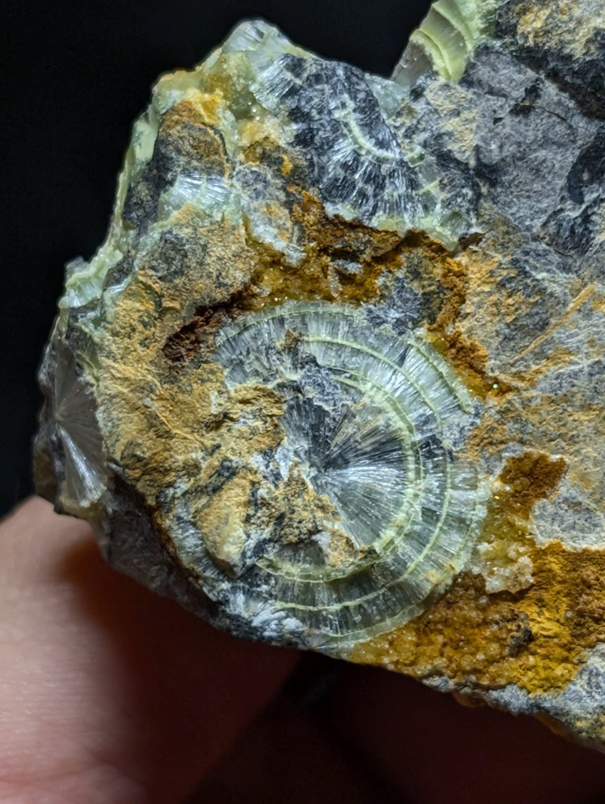 A translucent green and gray fossilized ammonite embedded in a rugged, orange-tinged rock matrix.