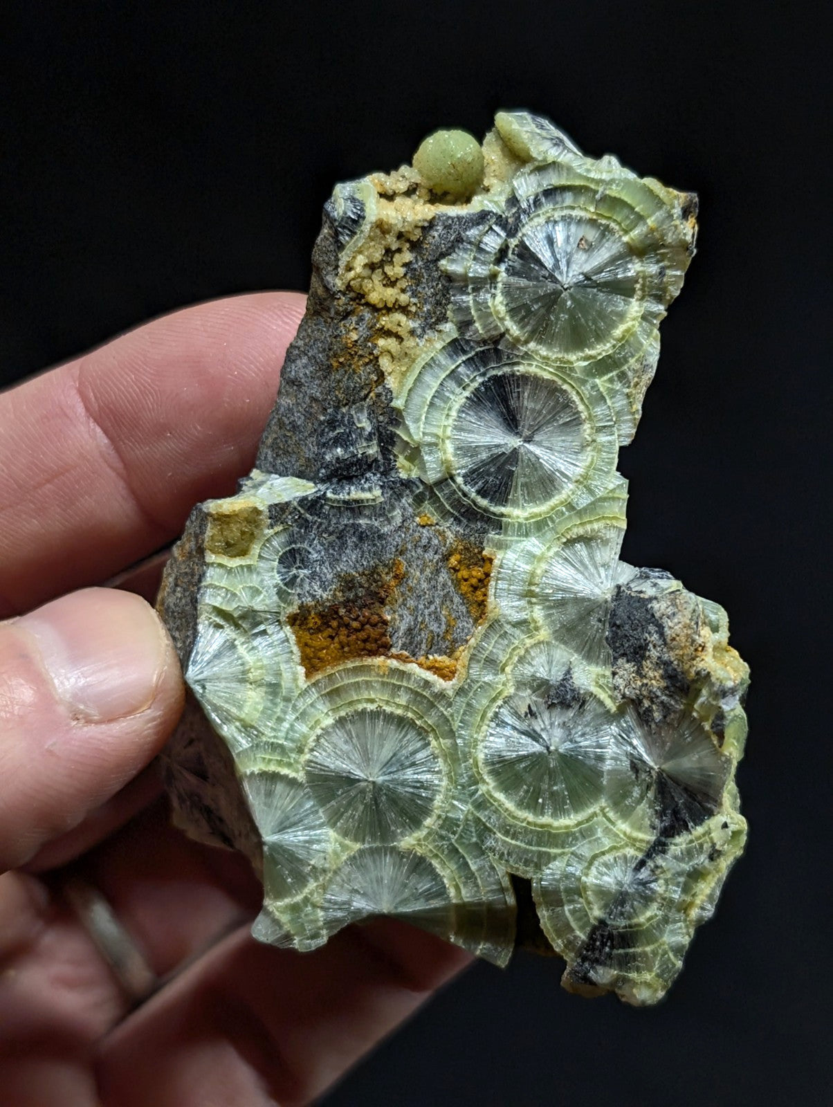 A translucent green fossilized coral specimen with intricate radial patterns and patches of yellowish mineral deposits.