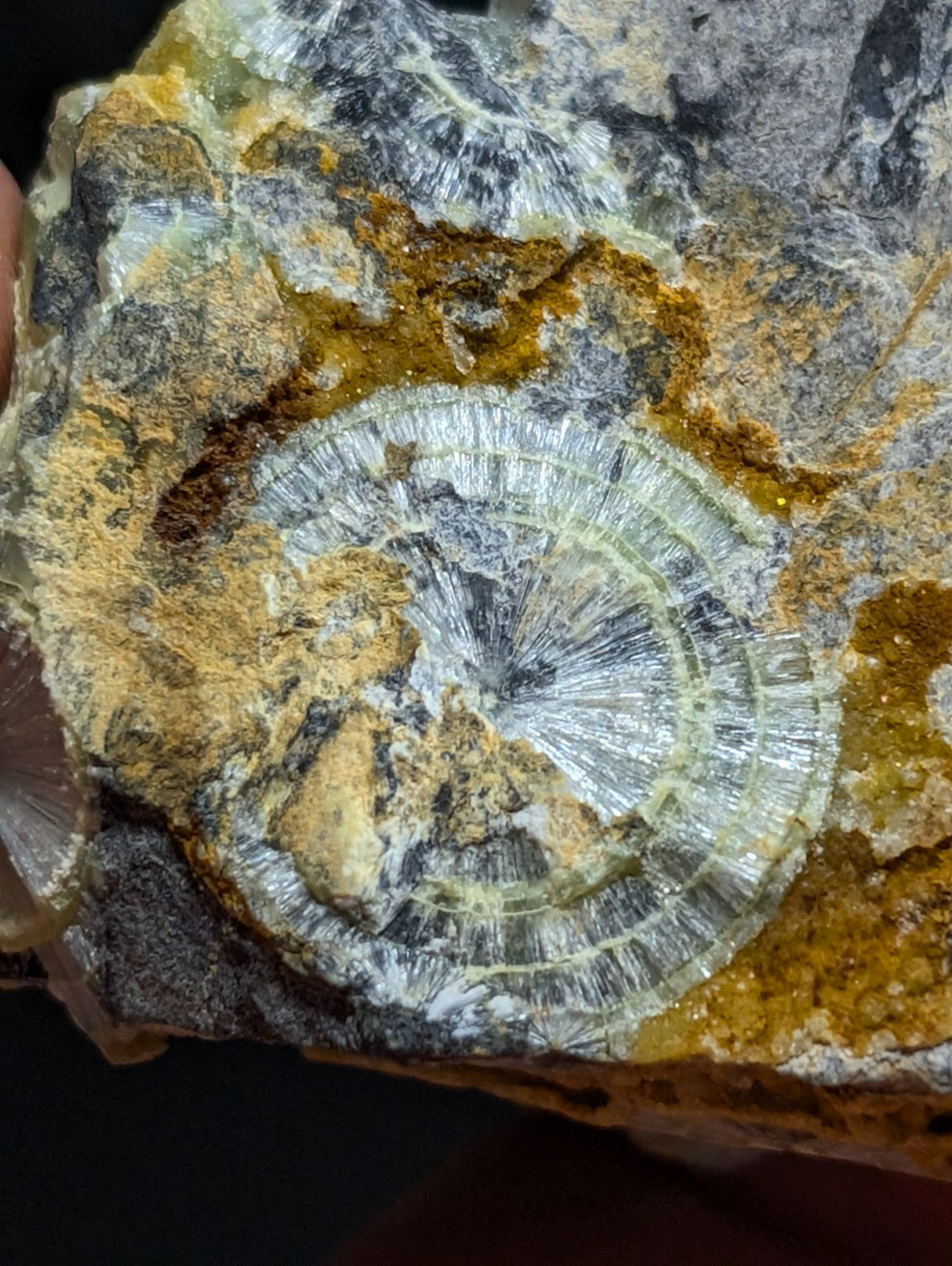 A fossilized ammonite embedded in a rock matrix, featuring intricate concentric ridges and radiating lines with shades of gray, white, and yellowish-brown mineralization.