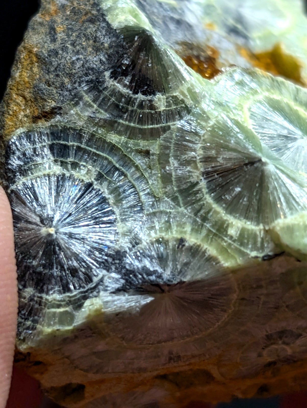A translucent green and black fossilized coral specimen with intricate radial patterns.