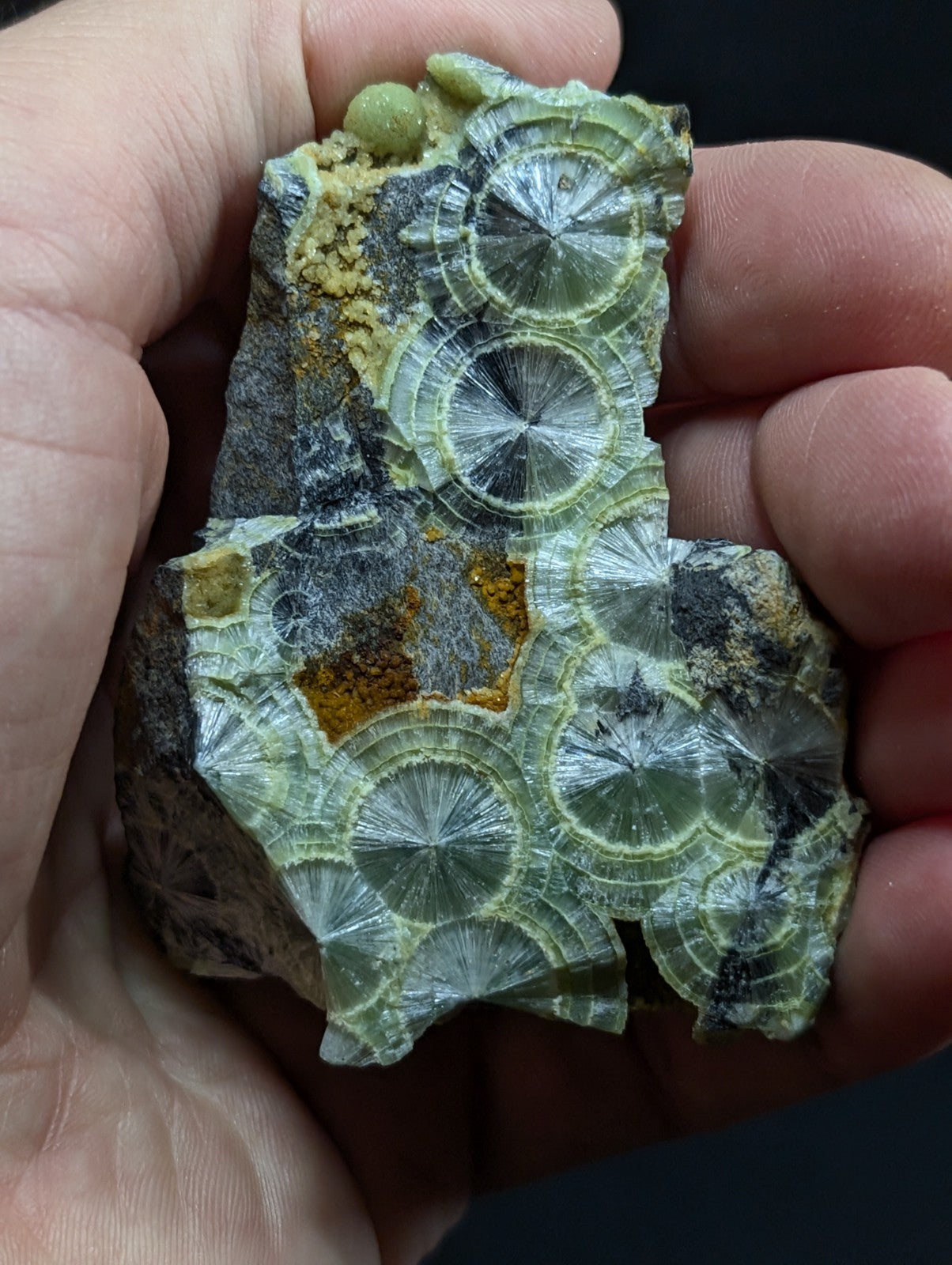A hand holds a green and gray fossilized trilobite specimen with intricate, circular patterns radiating from its center.