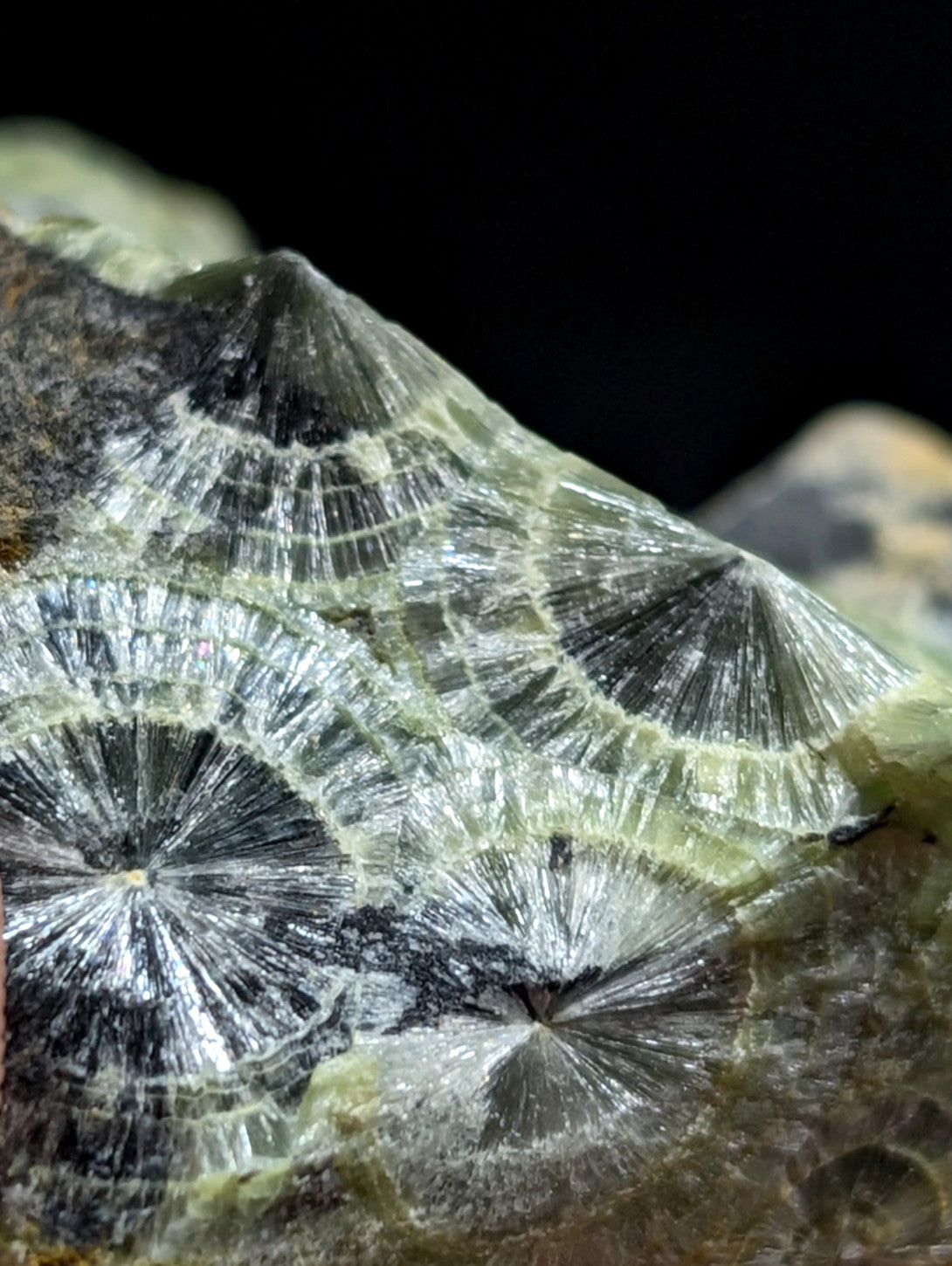 A striking green and black fossilized coral specimen with intricate radial patterns.