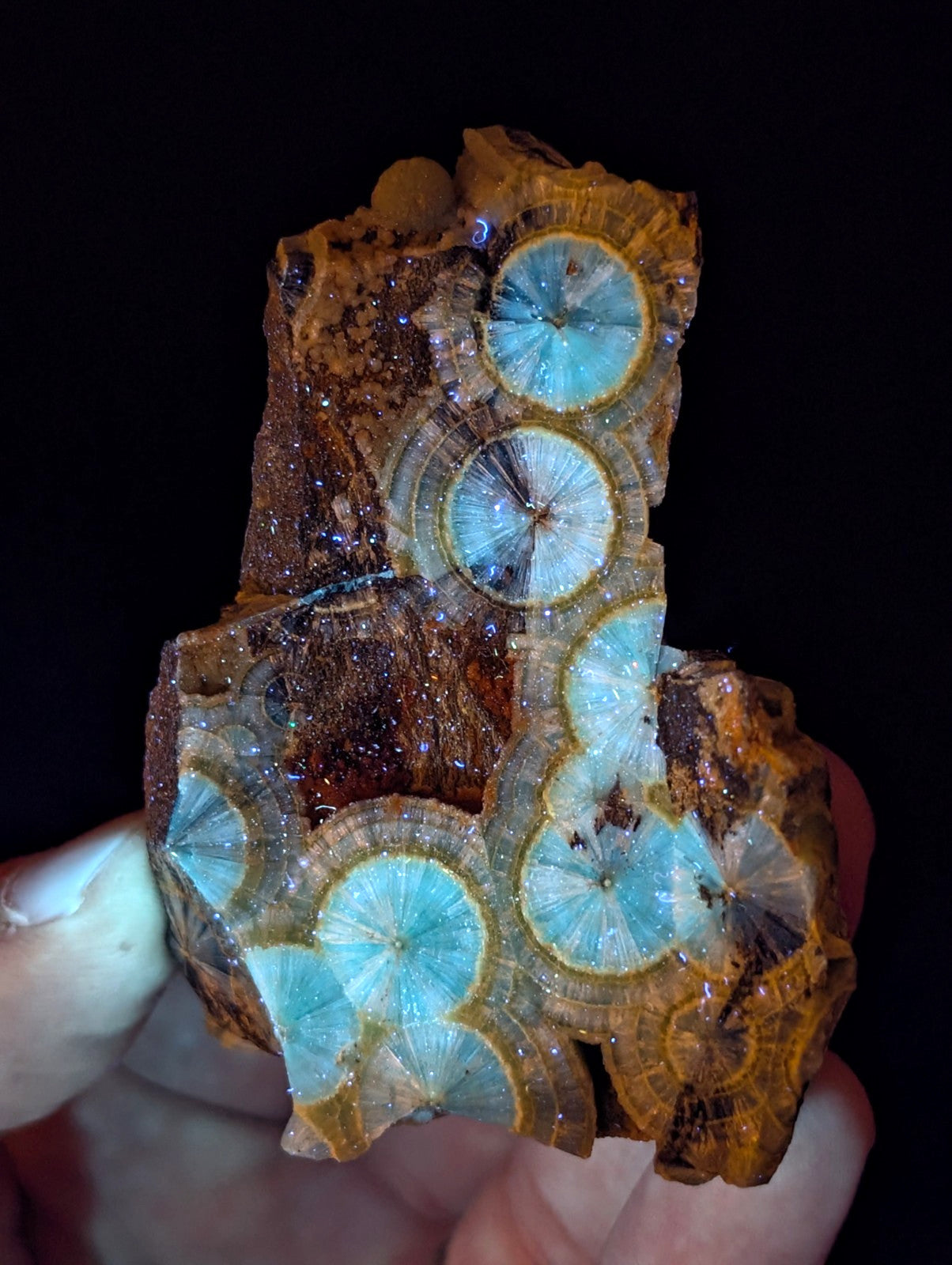 A hand holds a piece of fossilized wood with vibrant turquoise circular patterns radiating from the center, set against a dark background.