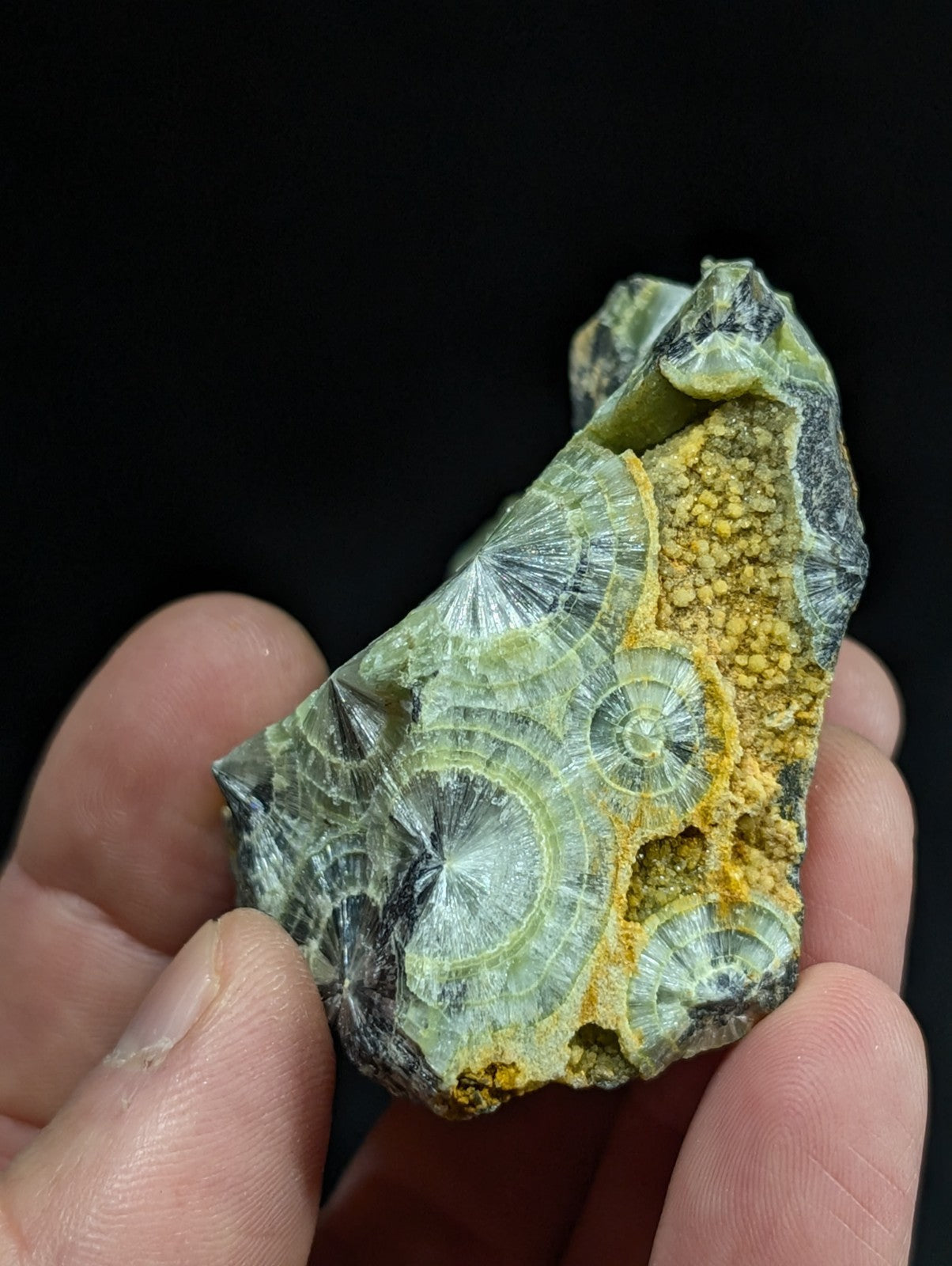 A hand holds a green and yellow fossilized trilobite specimen with intricate spiral patterns.