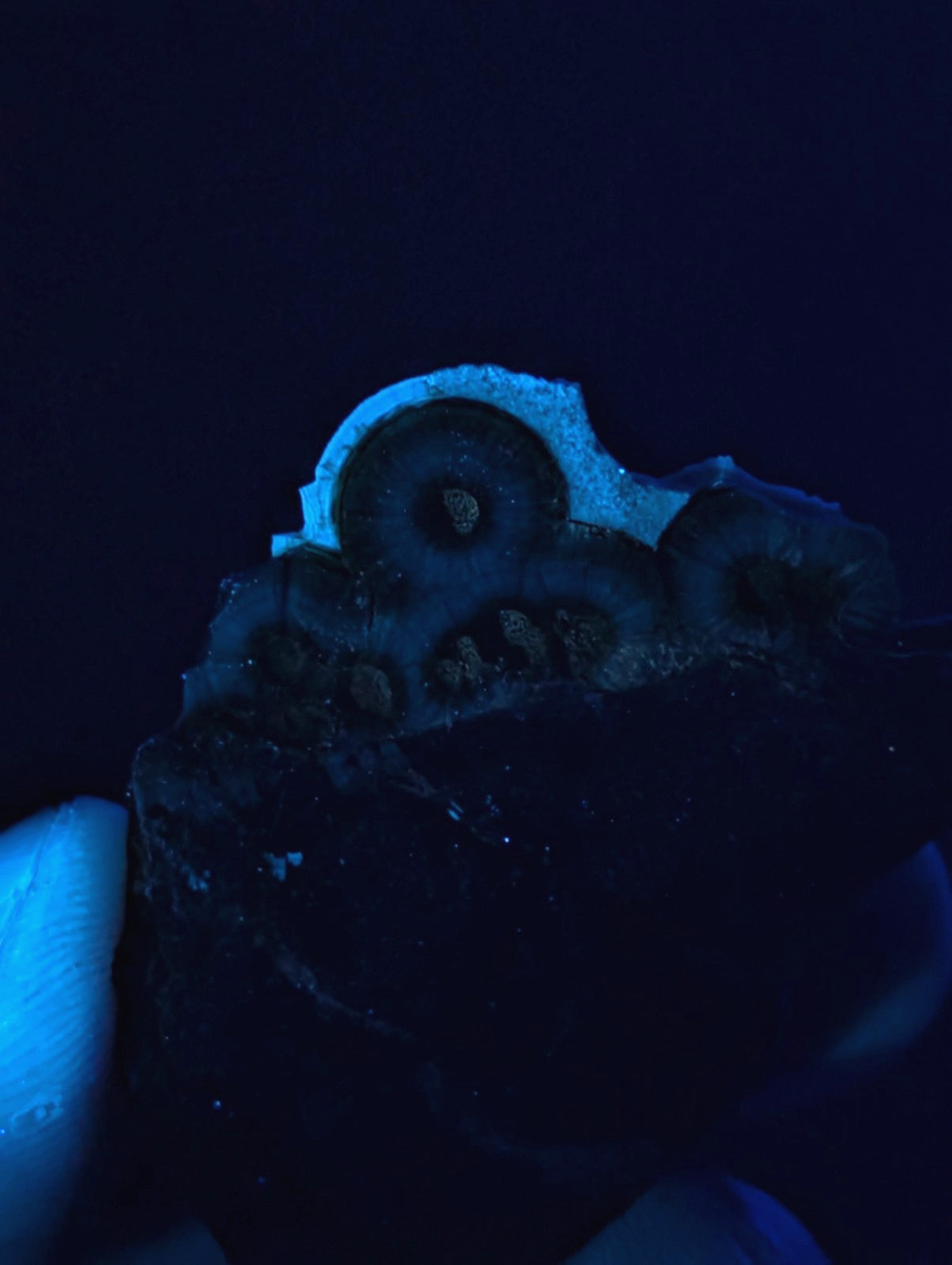 A glowing blue uv reactive wavellite fossilized coral specimen with circular ringed structures from mauldin mountain arkansas usa