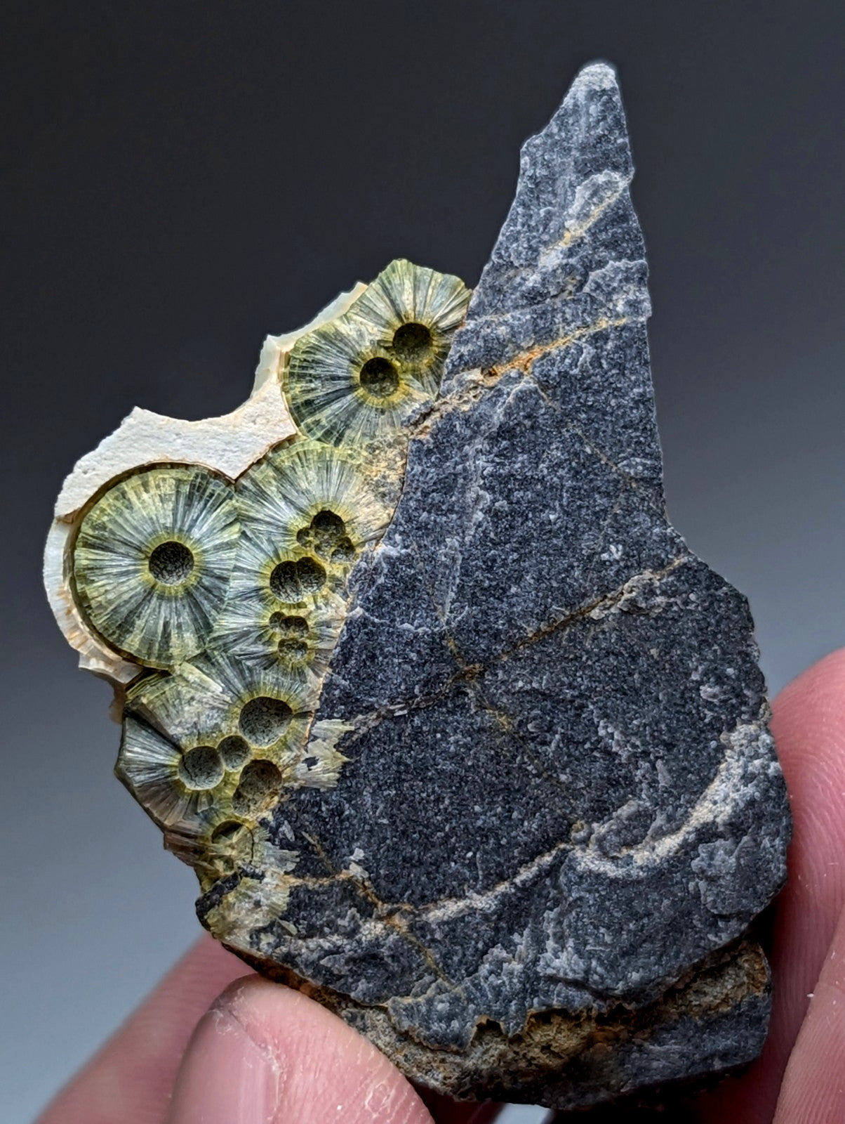 A dark gray rock specimen with greenish circular fossilized coral structures from mauldin mountain arkansas usa