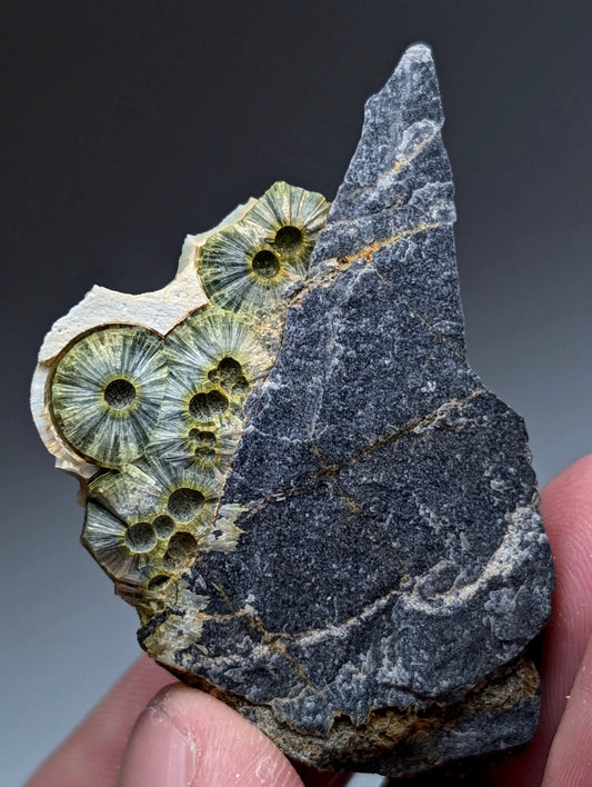 A dark gray rock specimen with greenish circular fossilized coral structures from mauldin mountain arkansas usa