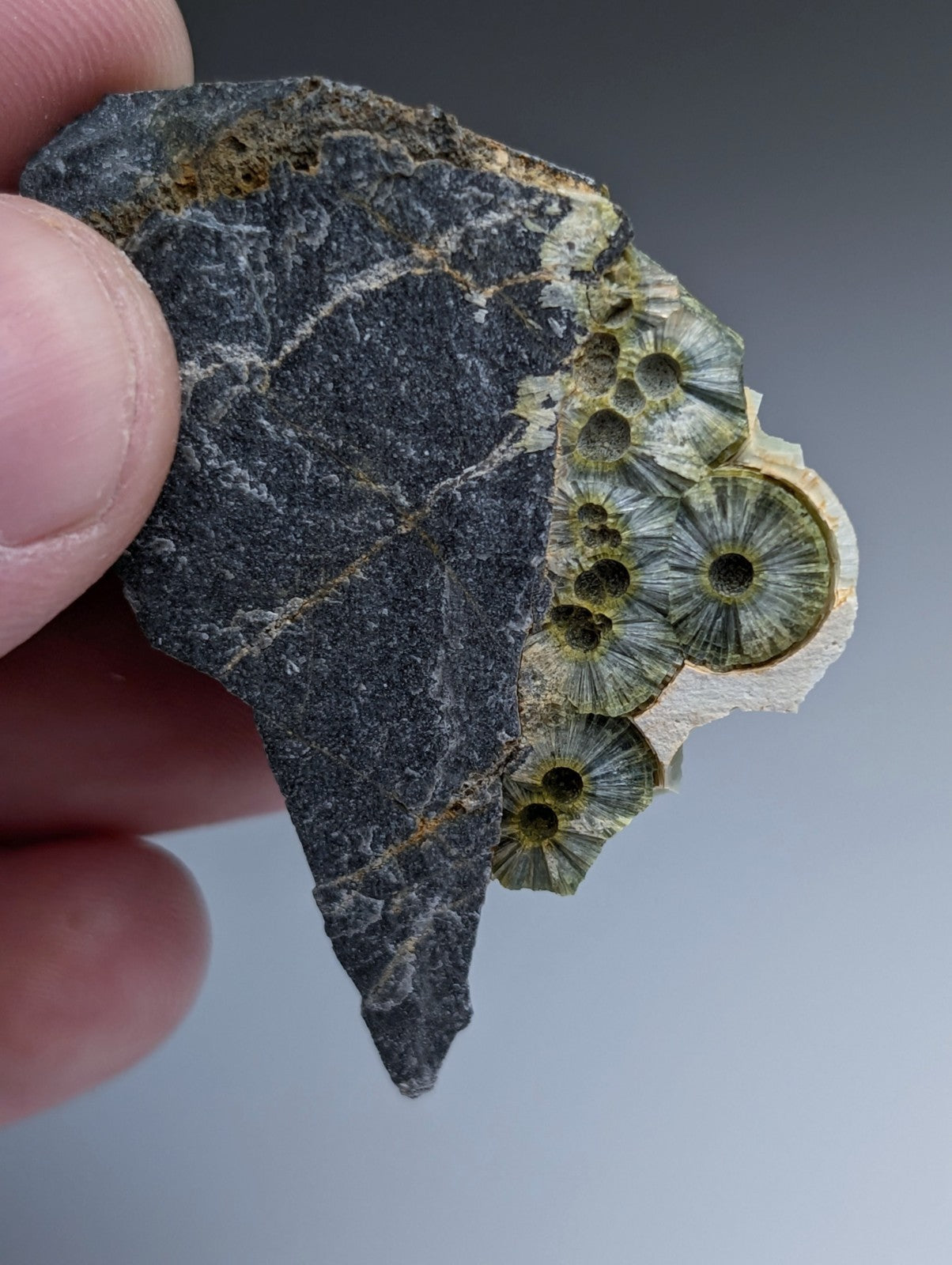 A dark gray fossilized rock with greenish circular petrified coral in wavellite from mauldin mountain arkansas usa
