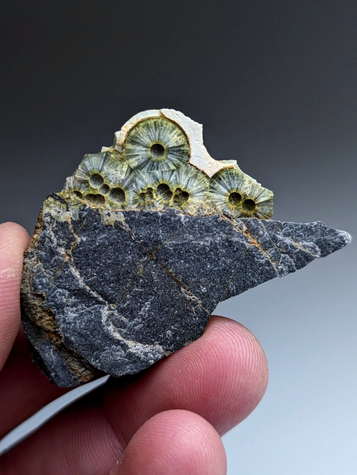 A hand holds a dark gray rock fragment with greenish-yellow fossilized coral from mauldin mountain Arkansas