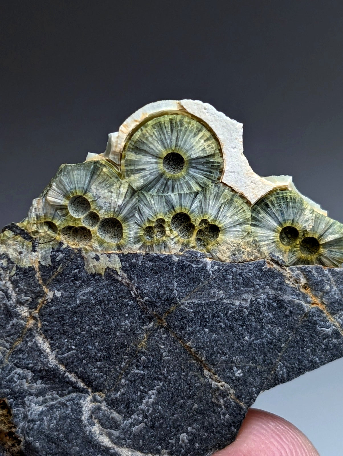 A striking green and yellow fossilized coral with intricate radial patterns in dark gray rock from mauldin mountain arkansas