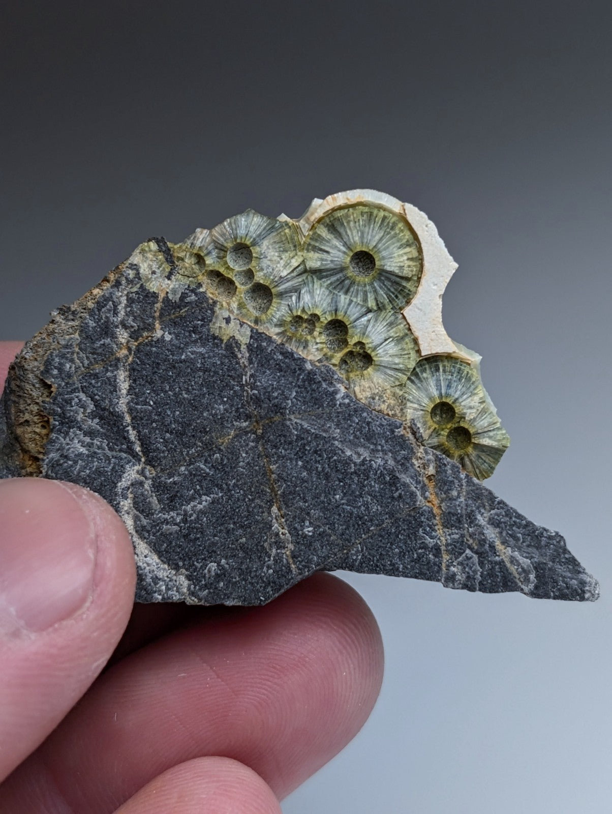 A fossilized coral with green and white circular patterns in dark gray rock matrix from mauldin mountain arkansas
