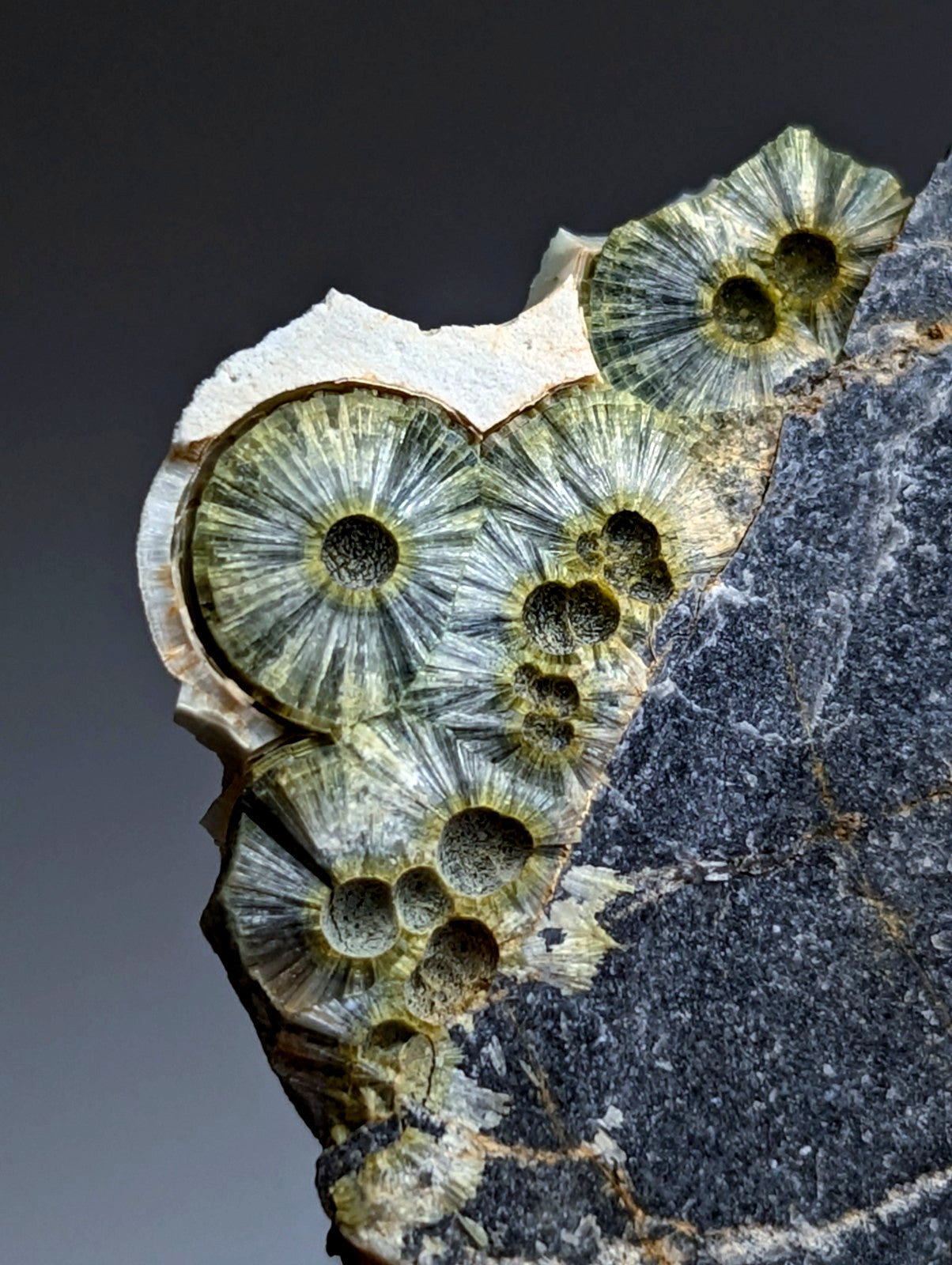 A cluster of greenish-gray fossilized coral with fan-like patterns in a gray rock matrix from mauldin mountain arkansas