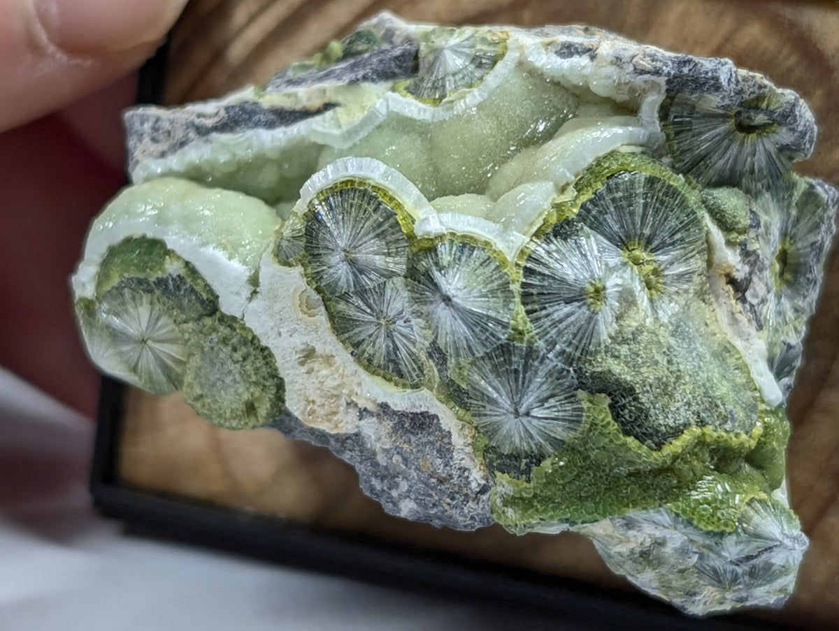 A striking green and white fossilized coral specimen with intricate radial patterns, set in a rugged matrix.
