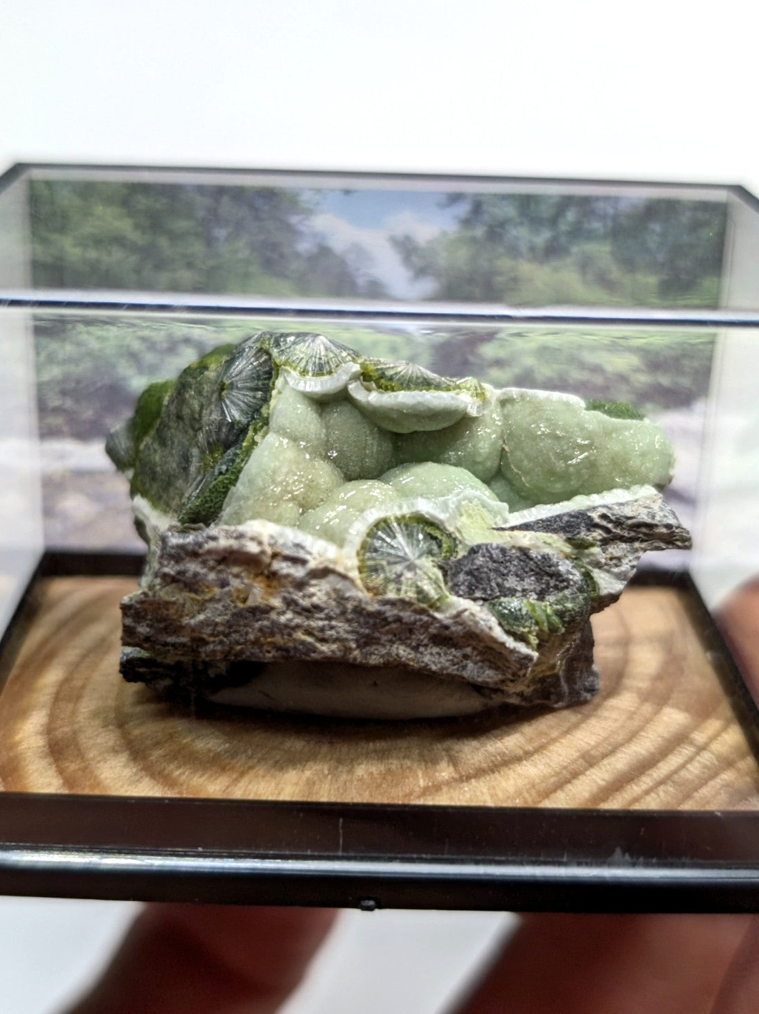 A green, fossilized coral specimen with a textured surface and layered growth patterns.