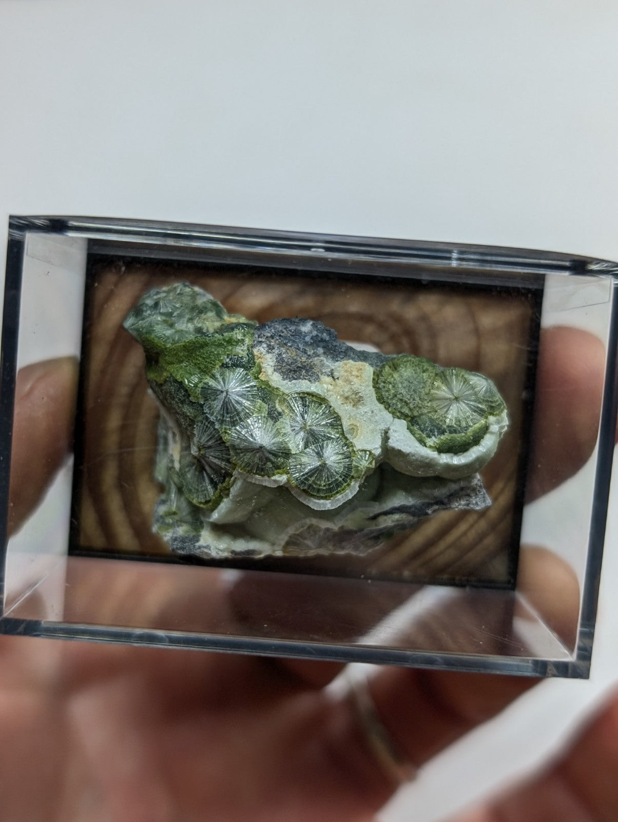 A green and white fossilized coral specimen displayed in a clear acrylic display case.