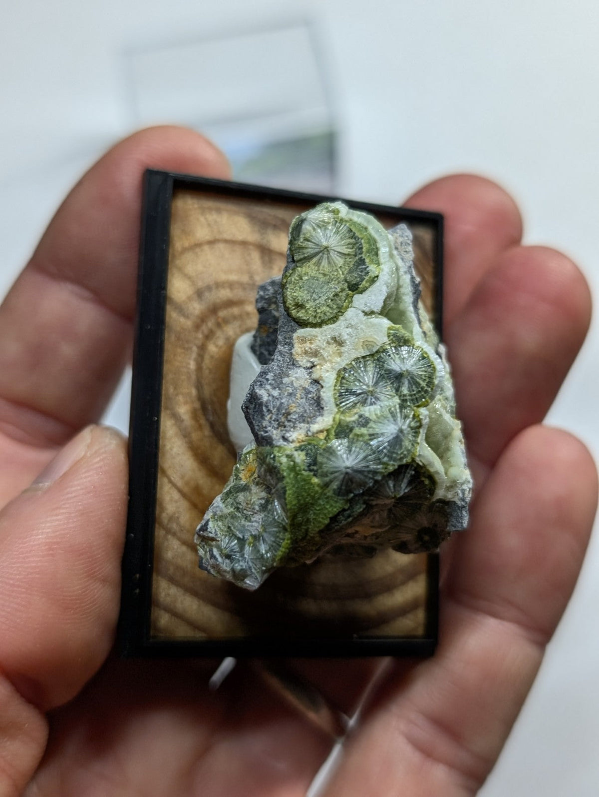 A green and gray fossilized coral specimen displayed in a black-framed wooden showcase.