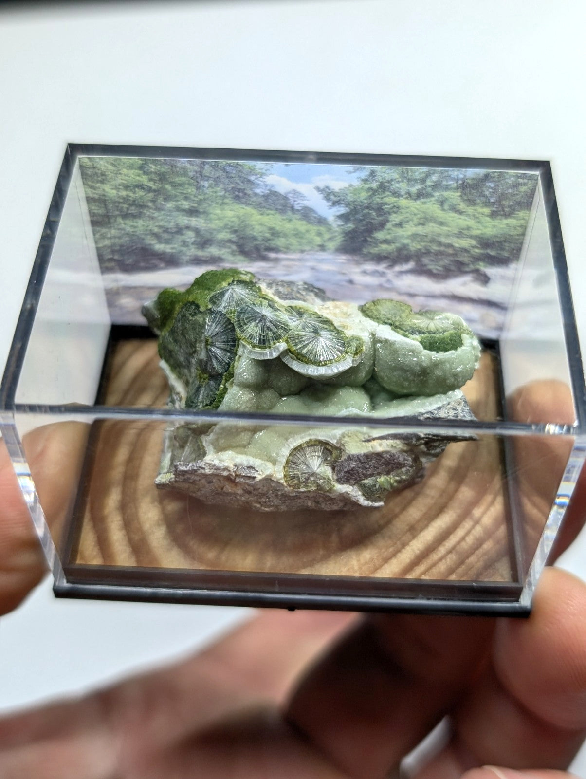 A green, fossilized coral specimen with intricate circular patterns and a textured surface is displayed inside a clear acrylic display case.