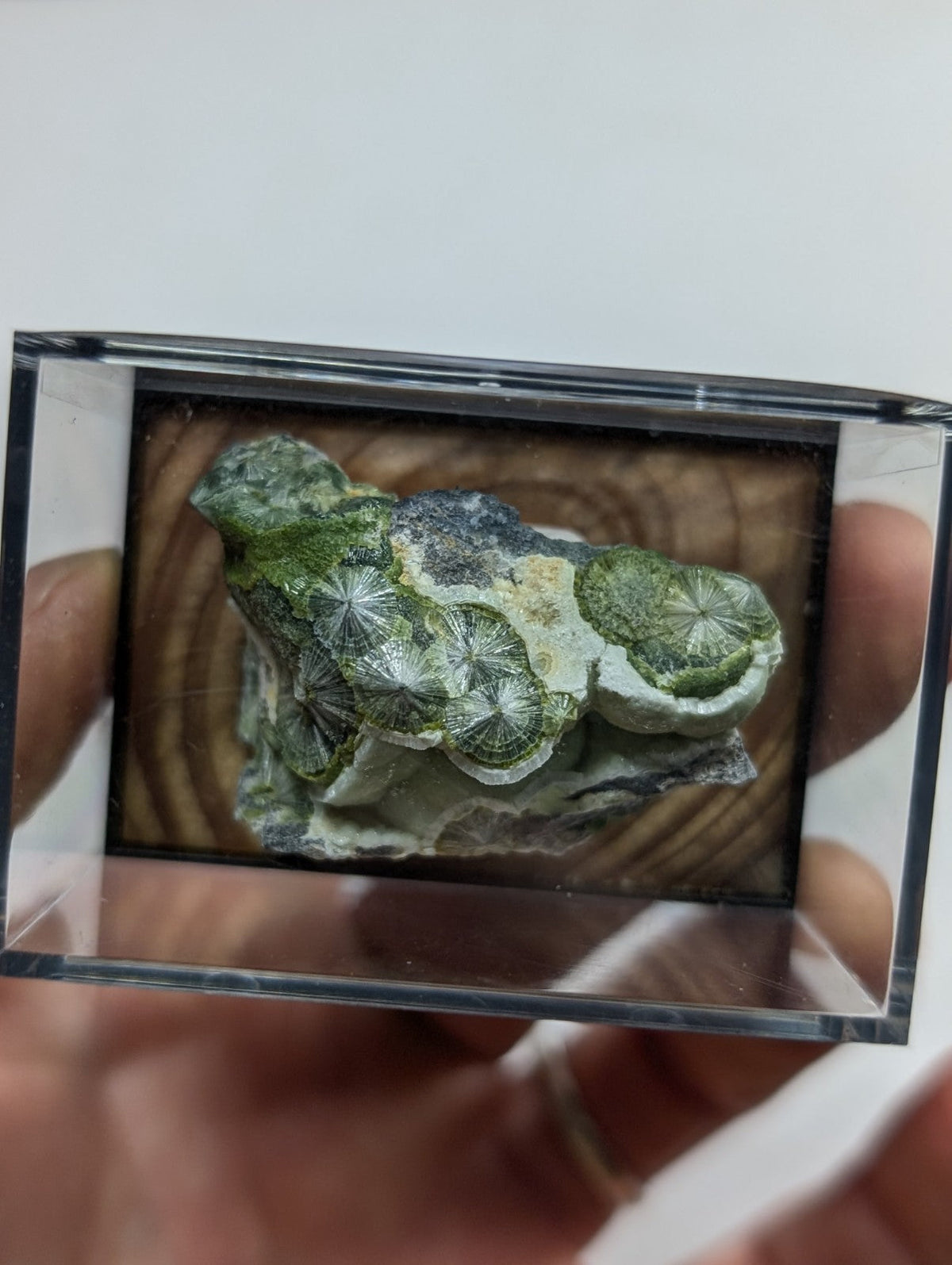A green and white fossilized coral specimen displayed in a clear acrylic display case.