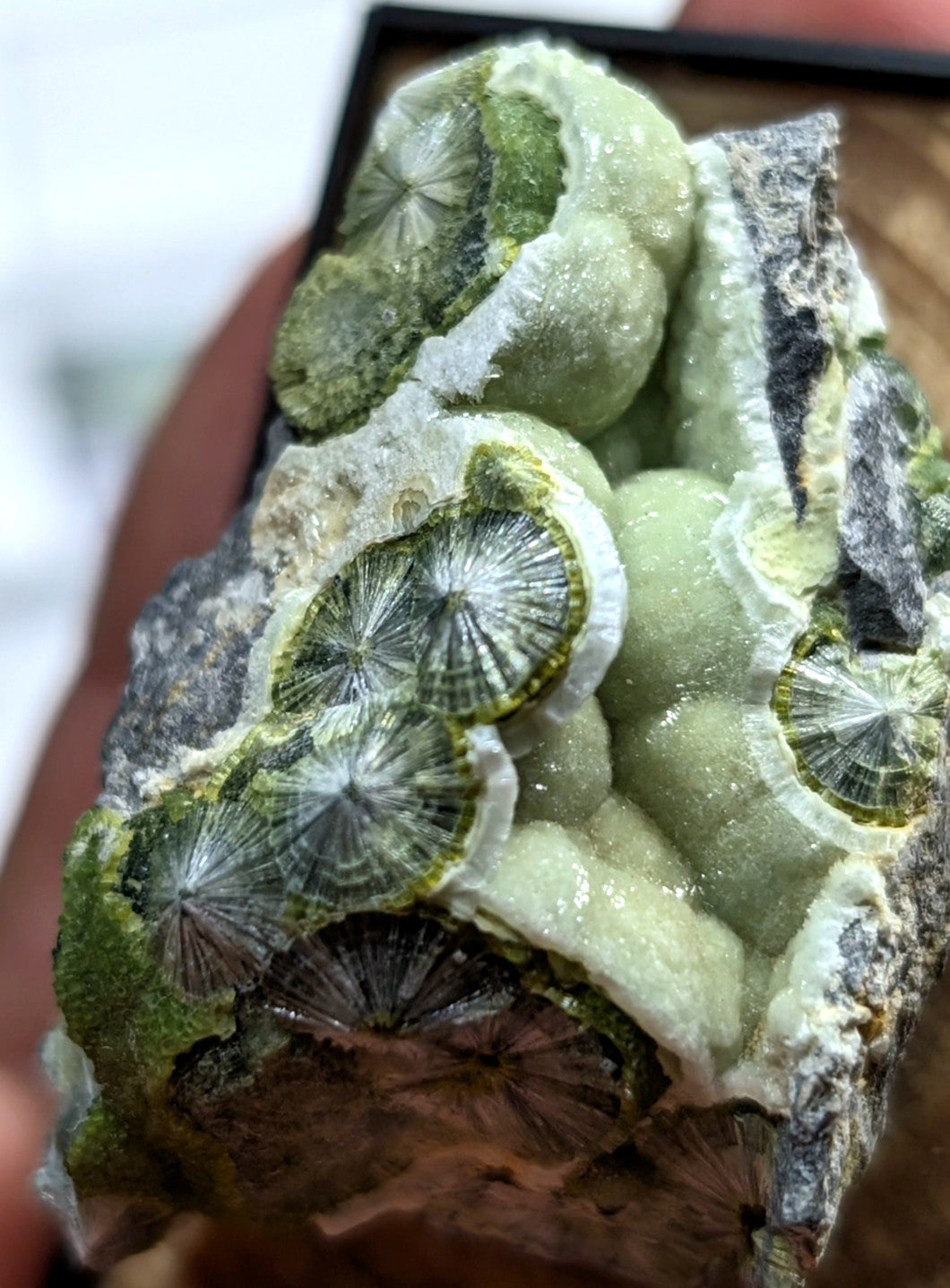 A striking green and white mineral specimen featuring intricate, fan-like crystalline formations with a glossy surface.