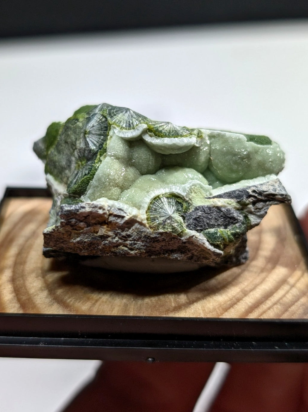 A striking green fossilized coral specimen with intricate, fan-like structures and a rough-textured base.