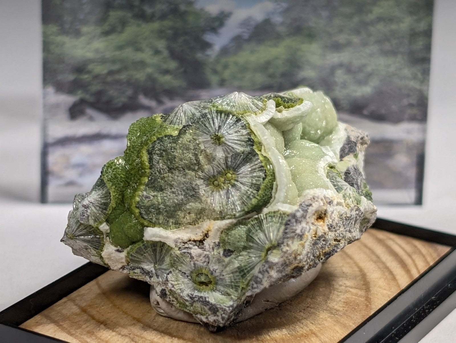A striking green and white fossilized coral specimen with intricate, fan-like patterns.