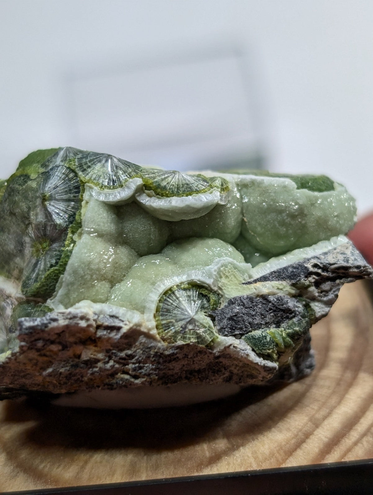A striking green fossilized coral specimen with intricate, fan-like structures and a glossy, mineral-rich surface.