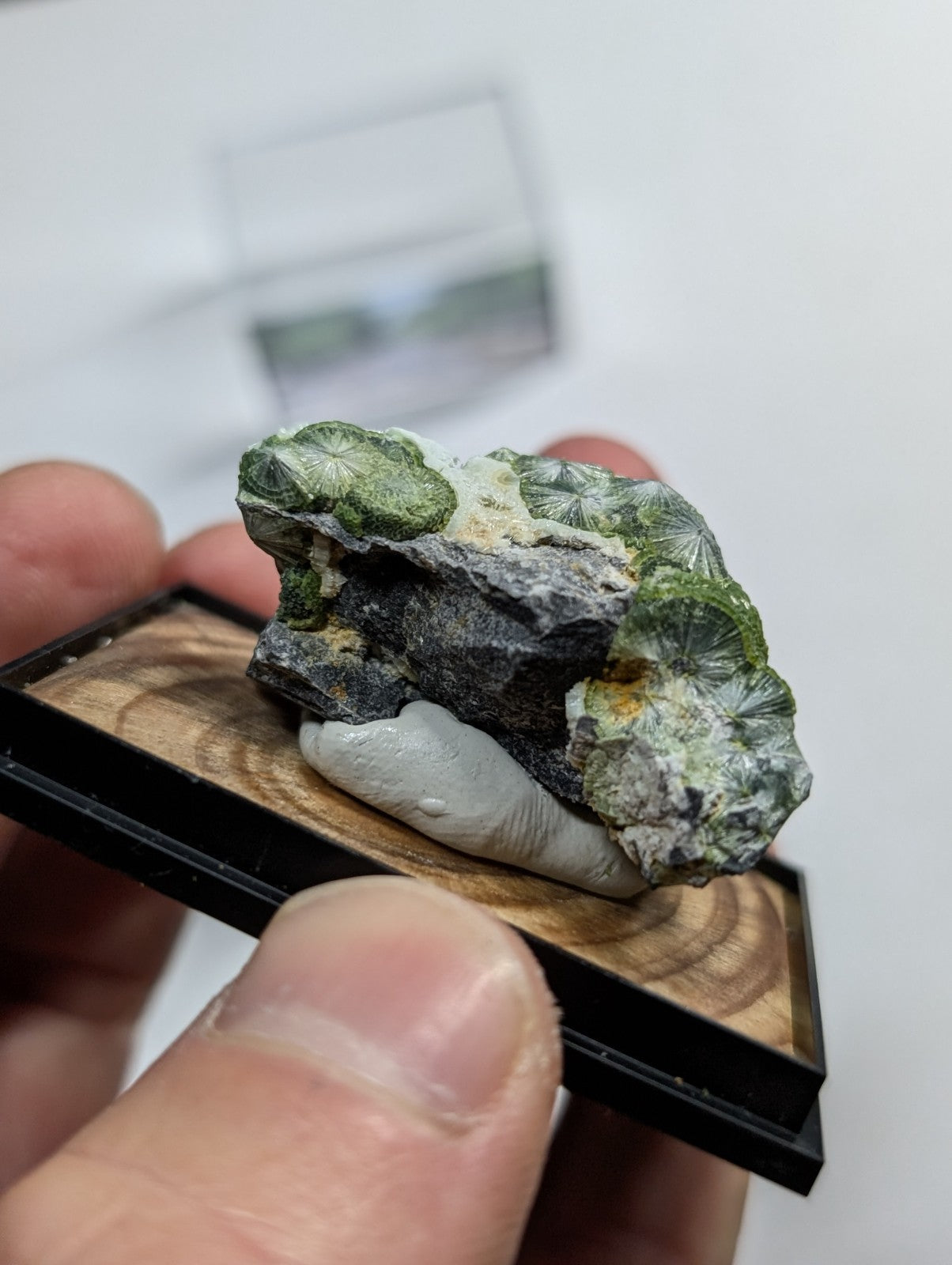 A green and gray mineral specimen with leaf-like patterns, displayed in a black-framed wooden showcase.