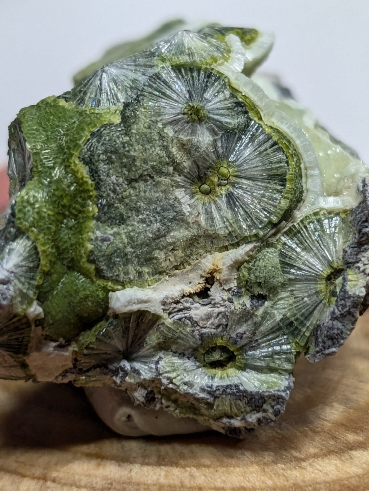 A green and white fossilized coral specimen with intricate radial patterns.