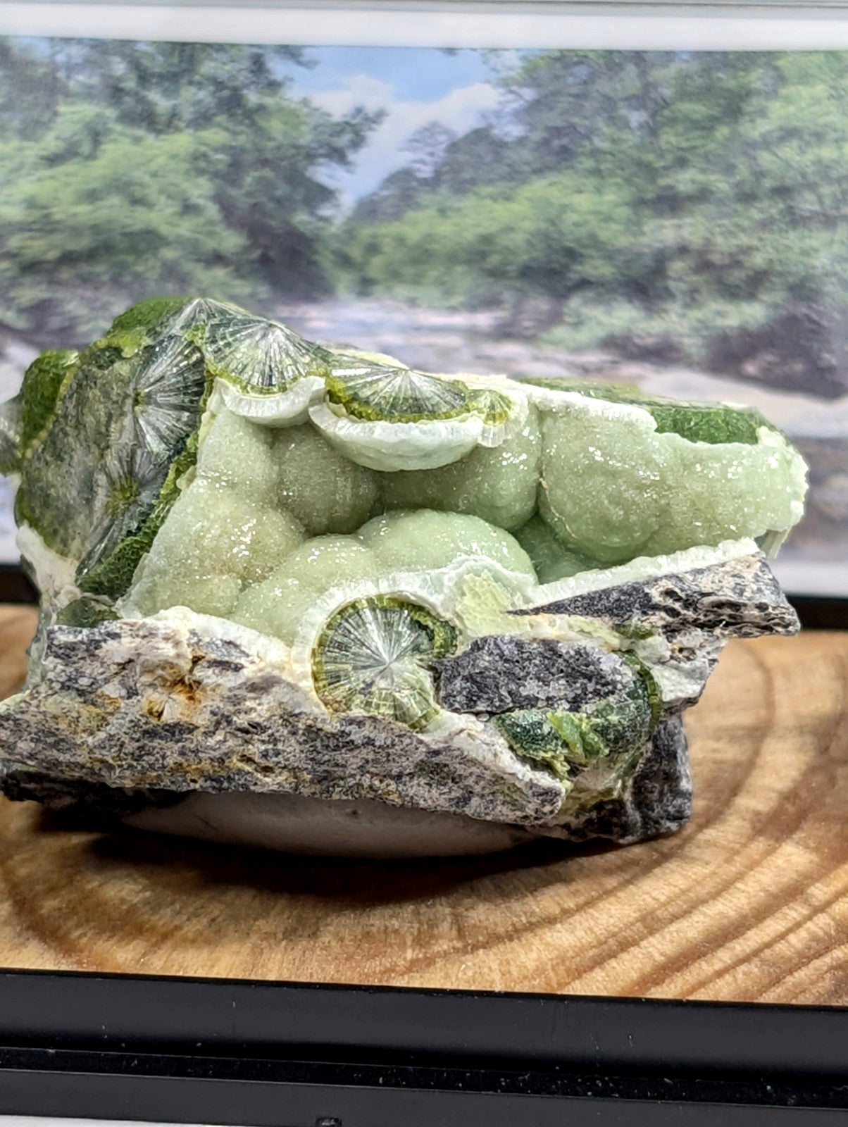 A striking green mineral specimen featuring intricate, fan-shaped crystalline formations embedded in a rough-textured matrix of gray and white rock.