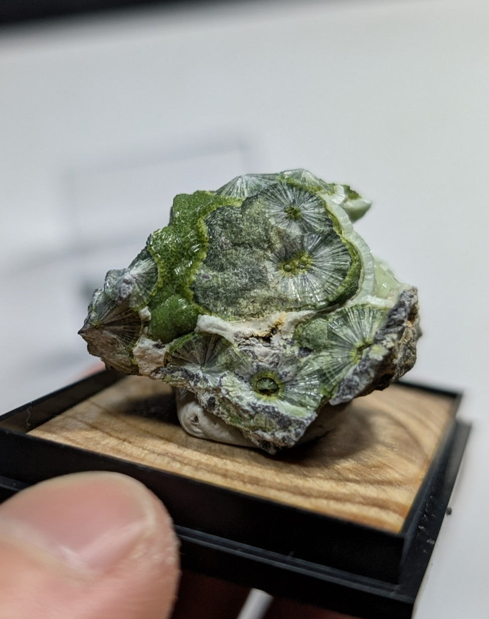 A green, fossilized coral specimen with intricate radial patterns and a textured surface.