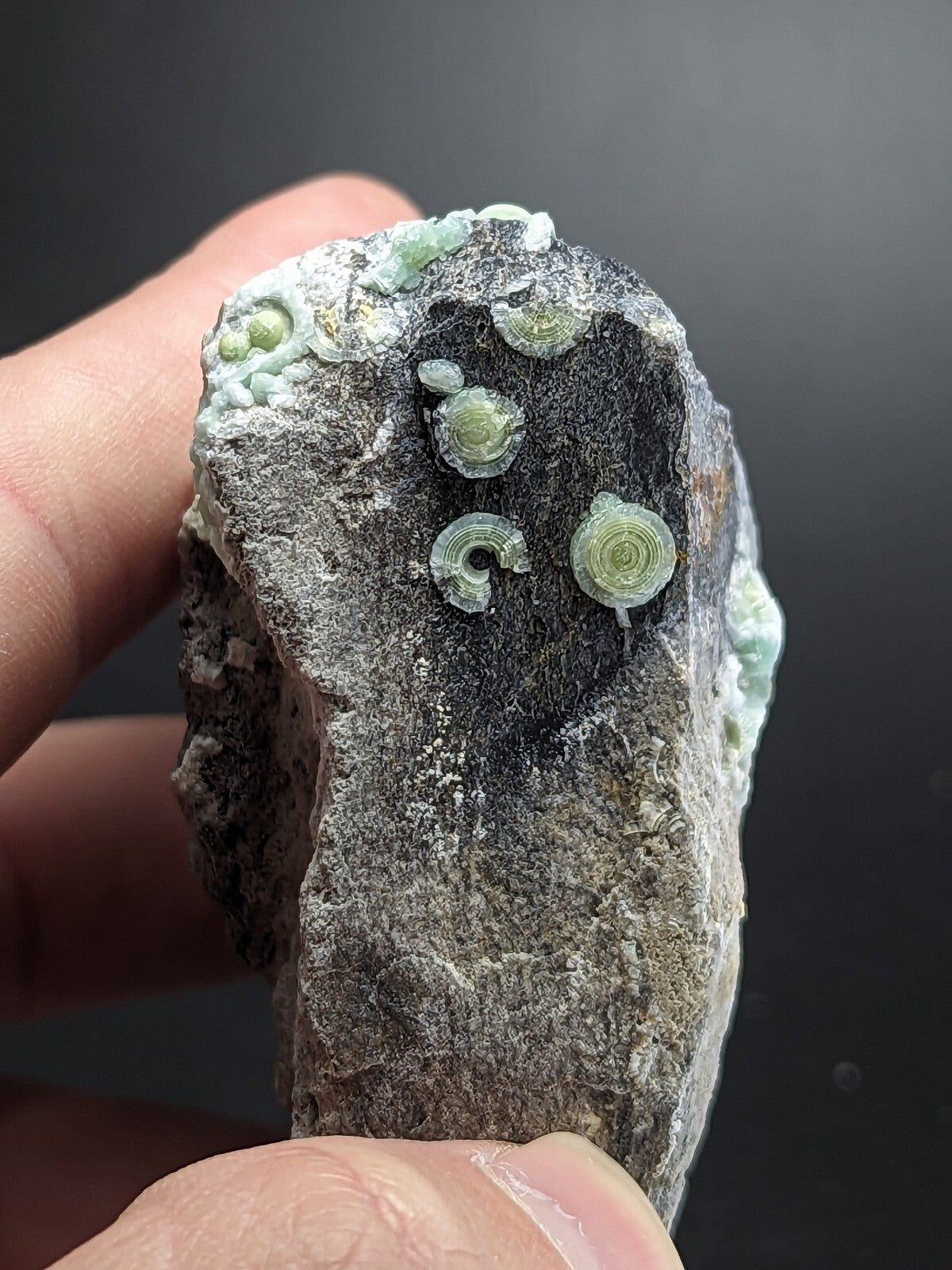 A hand holds a dark gray rock specimen featuring several translucent, light green spiral-shaped fossils embedded in its surface.