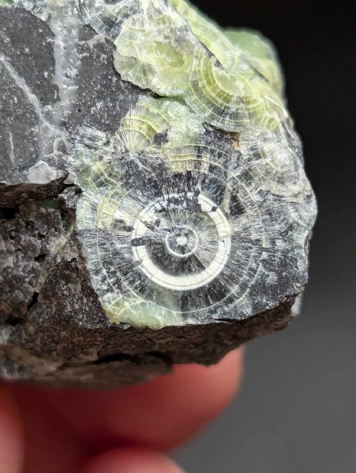 A + Wavellite Mauldin Mountain Montgomery Co. Arkansas USA (Top Aesthetics) - Collectibles:Rocks Fossils &