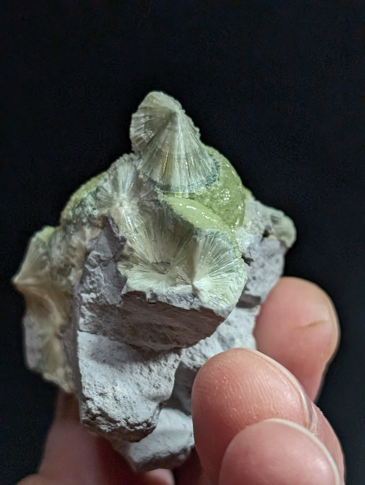 A hand holds a cluster of pale green, fan-shaped fossilized shells embedded in gray rock.