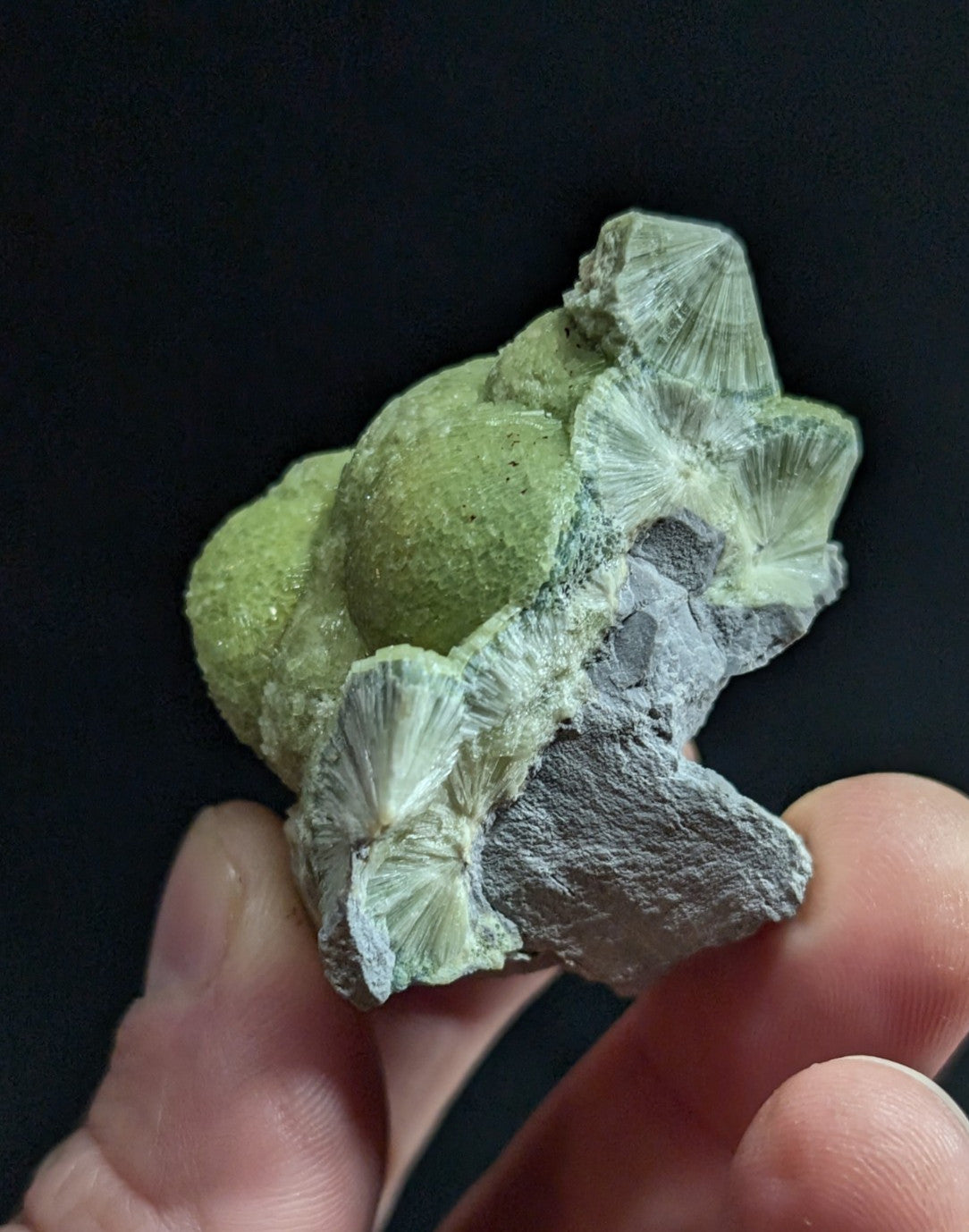 A hand holds a green and gray mineral specimen featuring spherical formations with radiating, fan-like crystal structures.