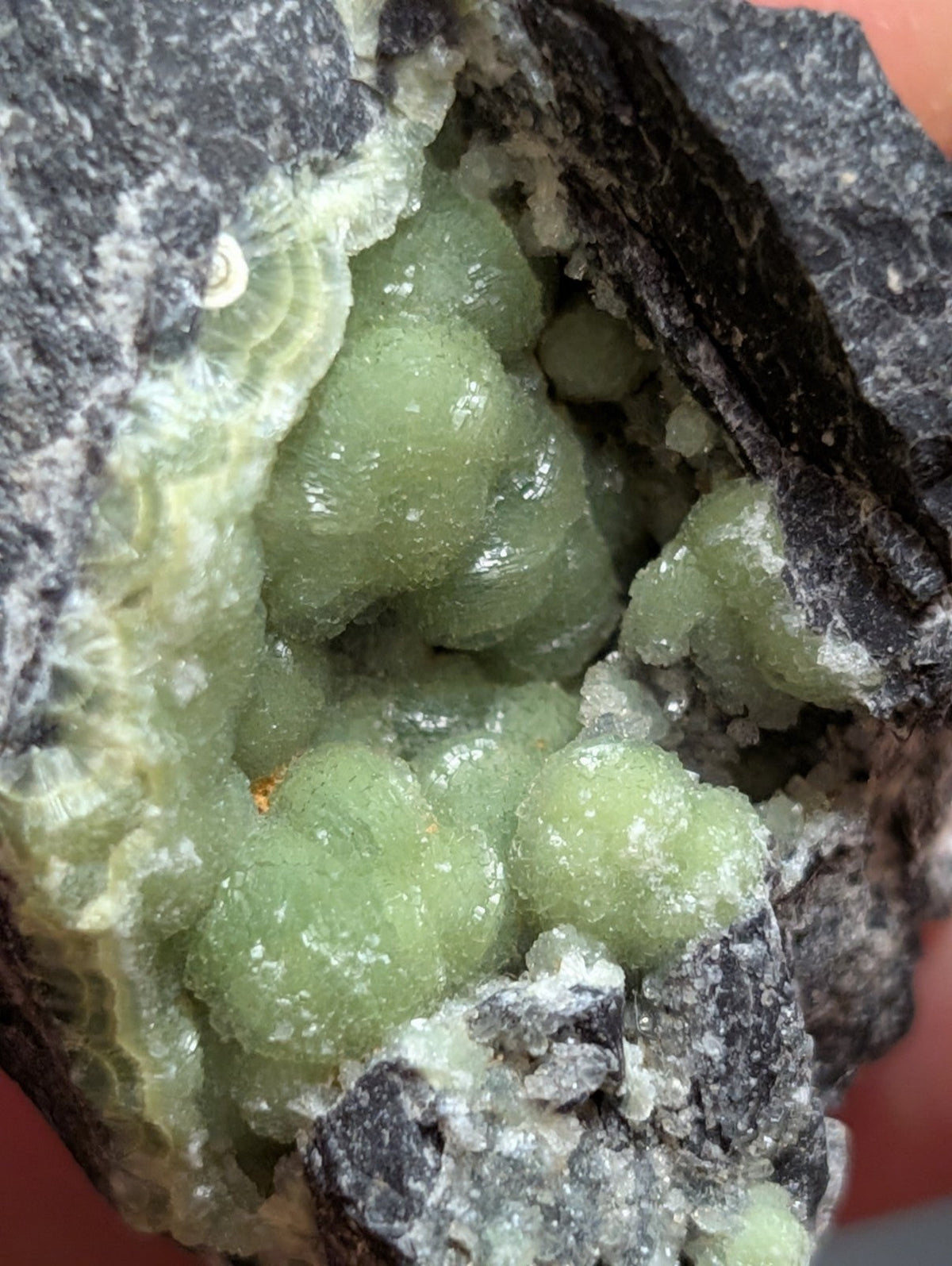 A cluster of translucent, light green crystals nestled within a dark gray rock matrix.