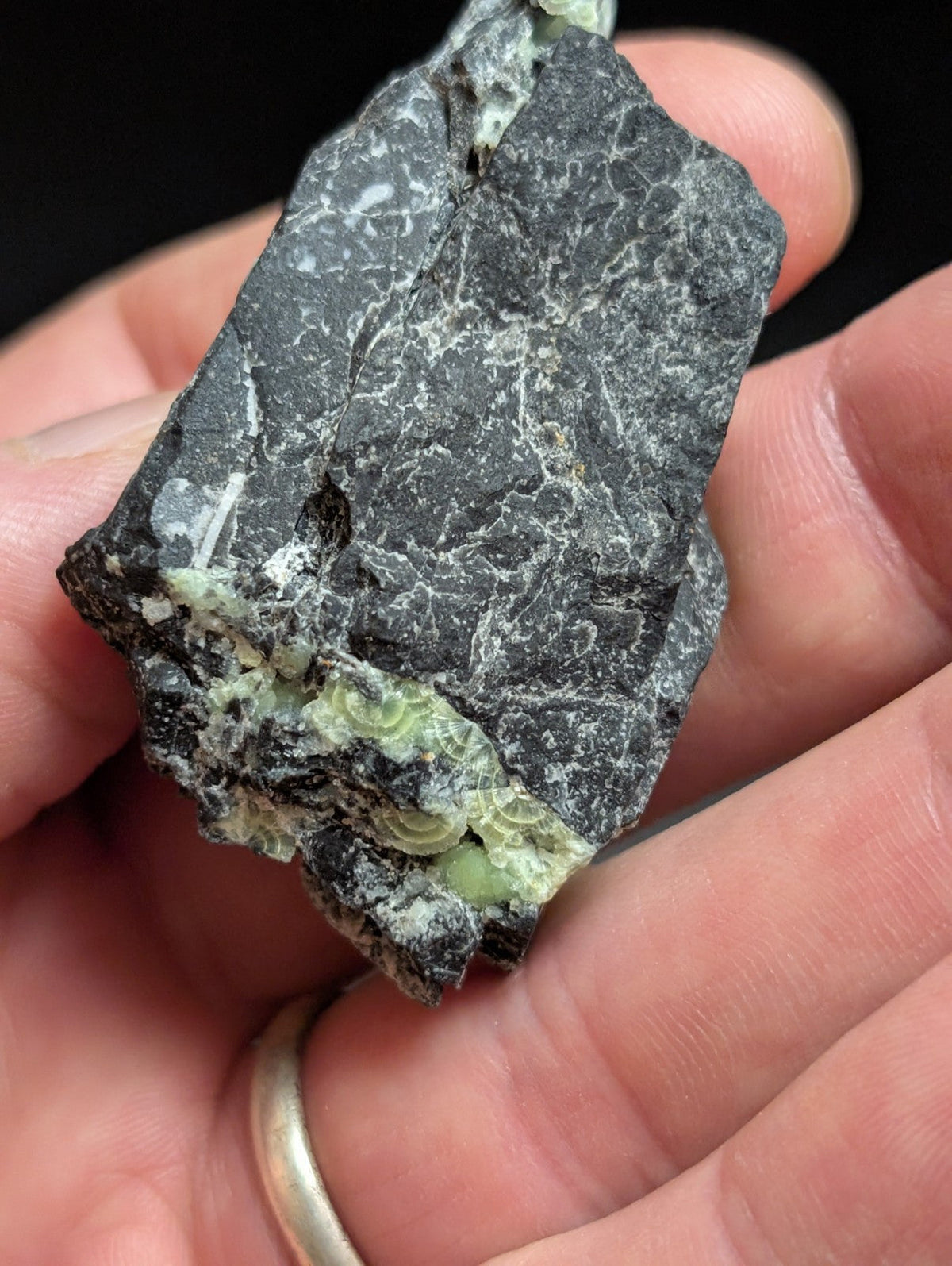 A dark gray rock with a marbled texture and light green, circular fossilized structures embedded along its surface.