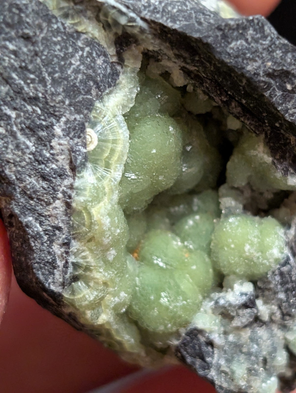 A cluster of translucent green calcite crystals nestled within a dark, textured rock matrix.