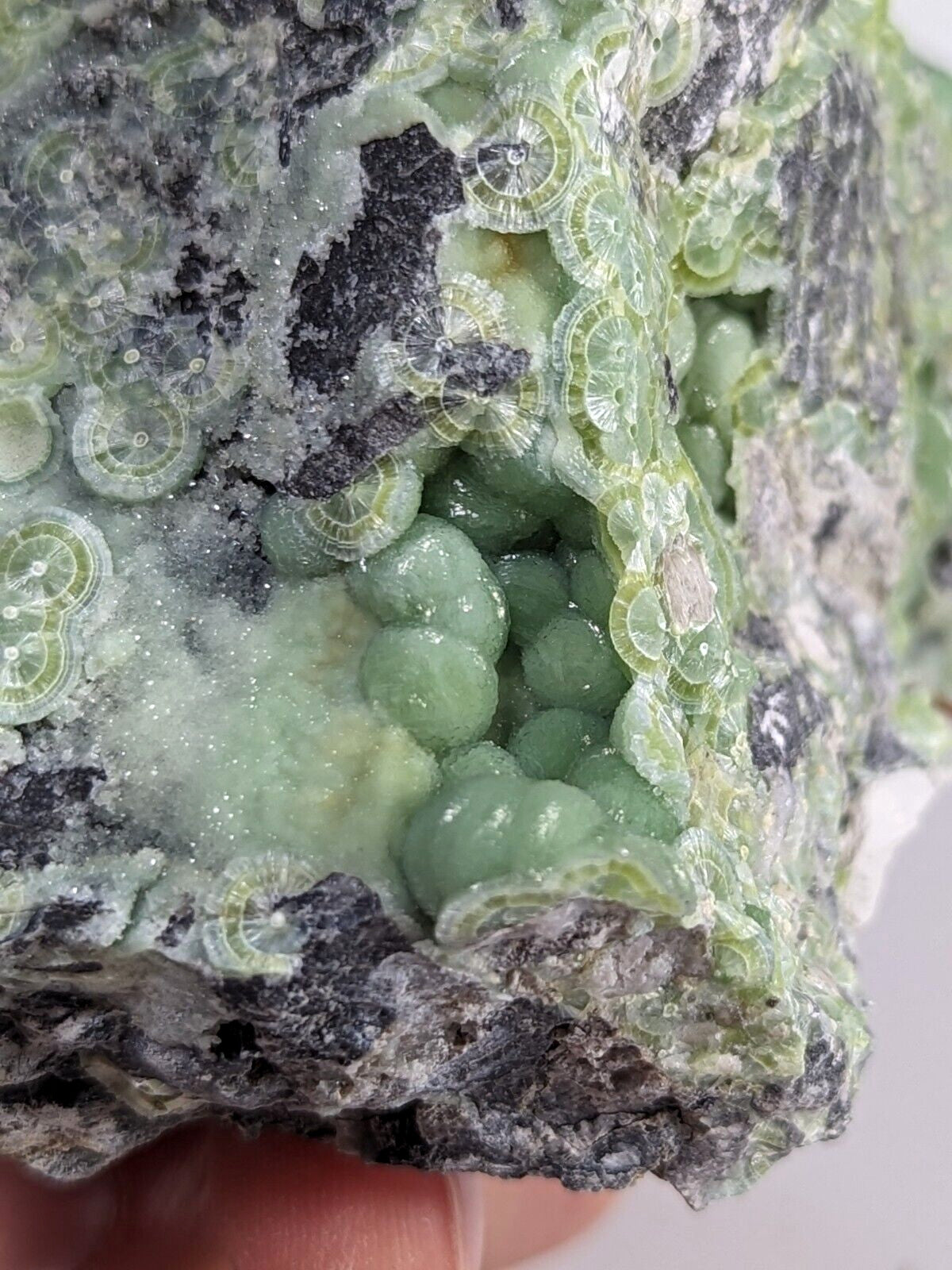 A green, translucent mineral specimen featuring intricate, circular fossilized structures embedded in a dark gray rock matrix.