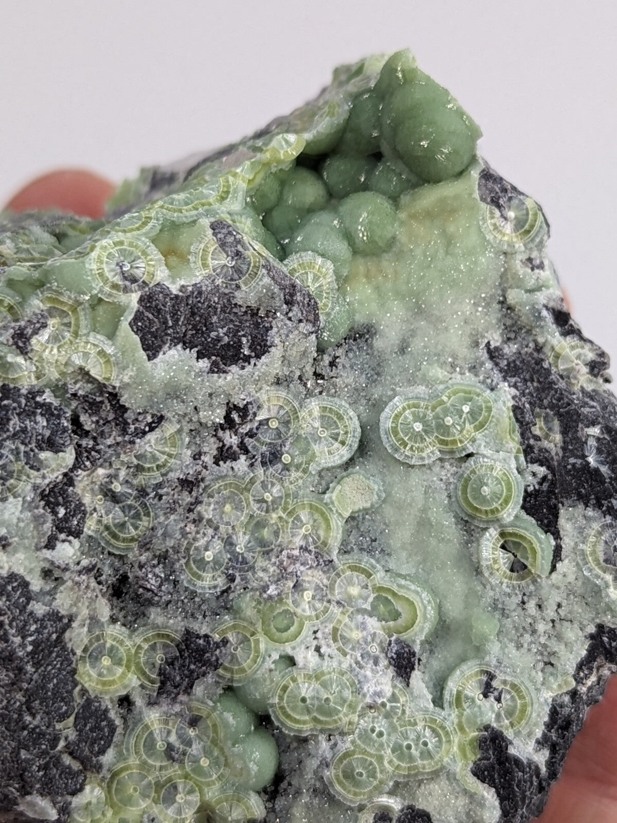 A striking green and black mineral specimen featuring intricate, circular, translucent formations resembling delicate coral or fossilized structures.