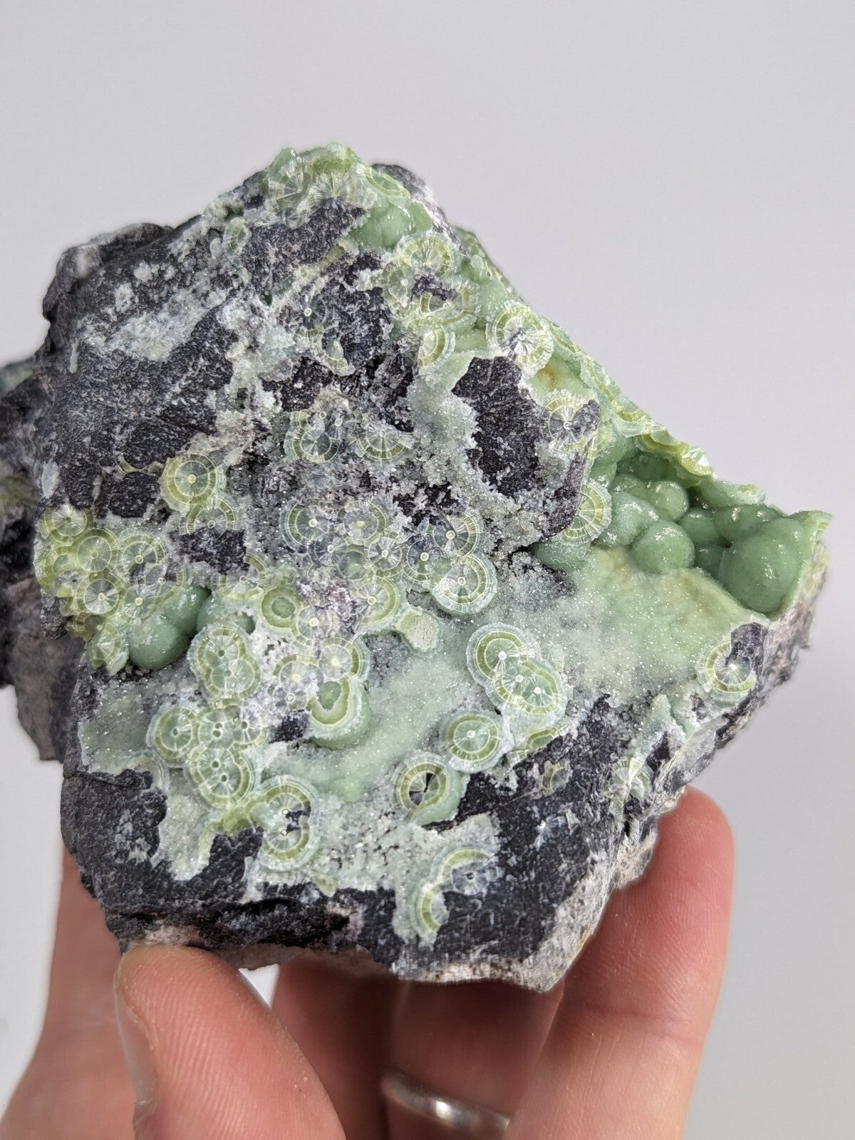 A hand holds a dark gray rock specimen featuring intricate, light green, circular mineral formations with some translucent and crystalline textures.