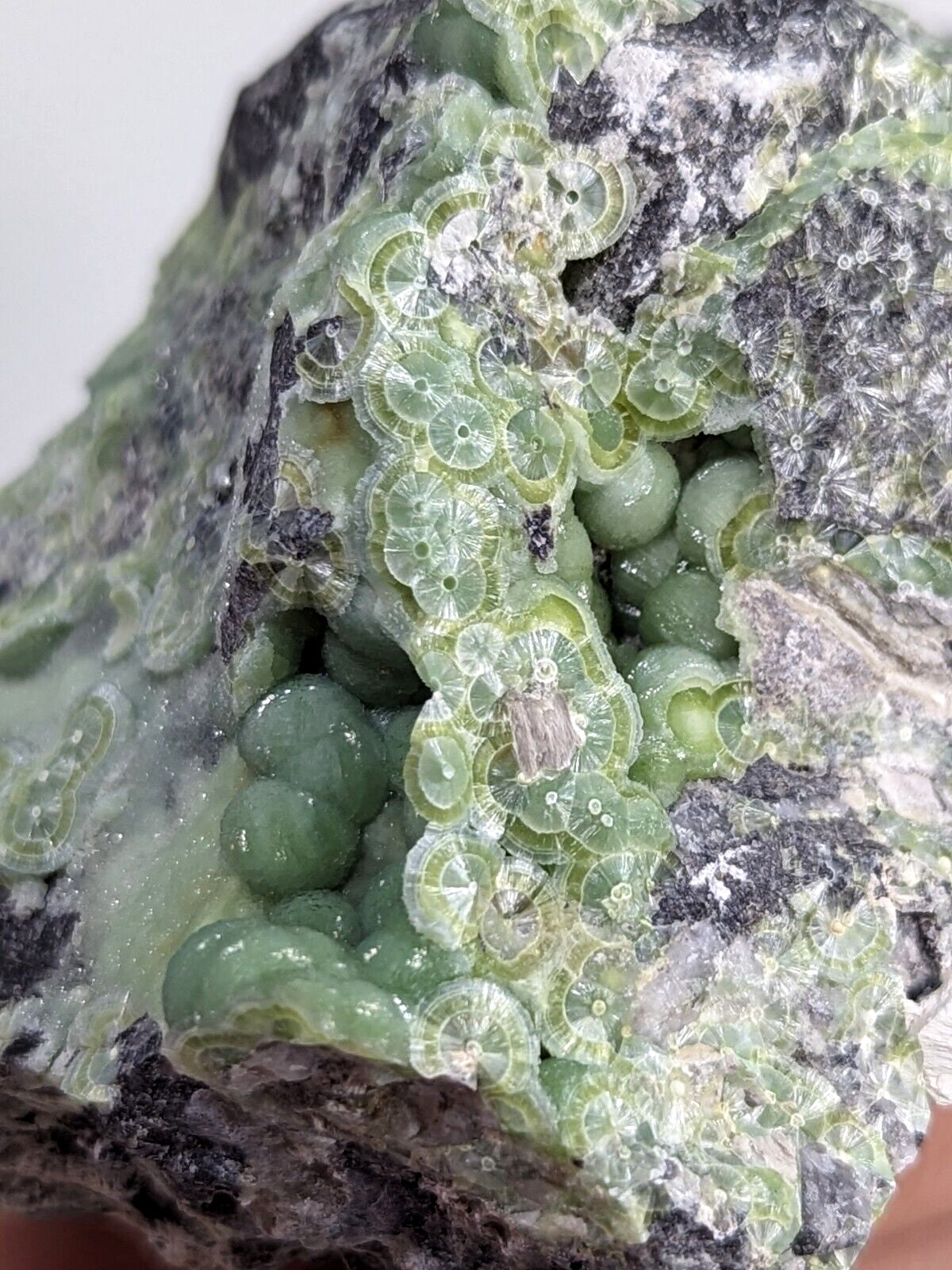 A green, translucent fossilized coral formation embedded in a dark gray rock matrix.