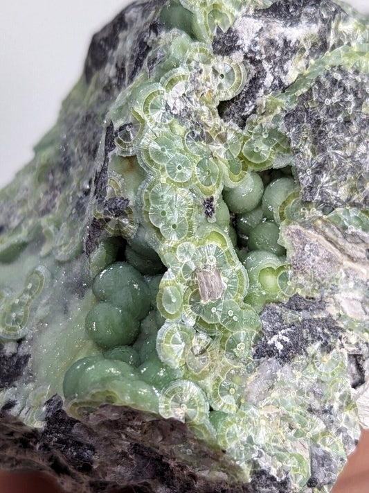 A green, translucent fossilized coral formation embedded in a dark gray rock matrix.