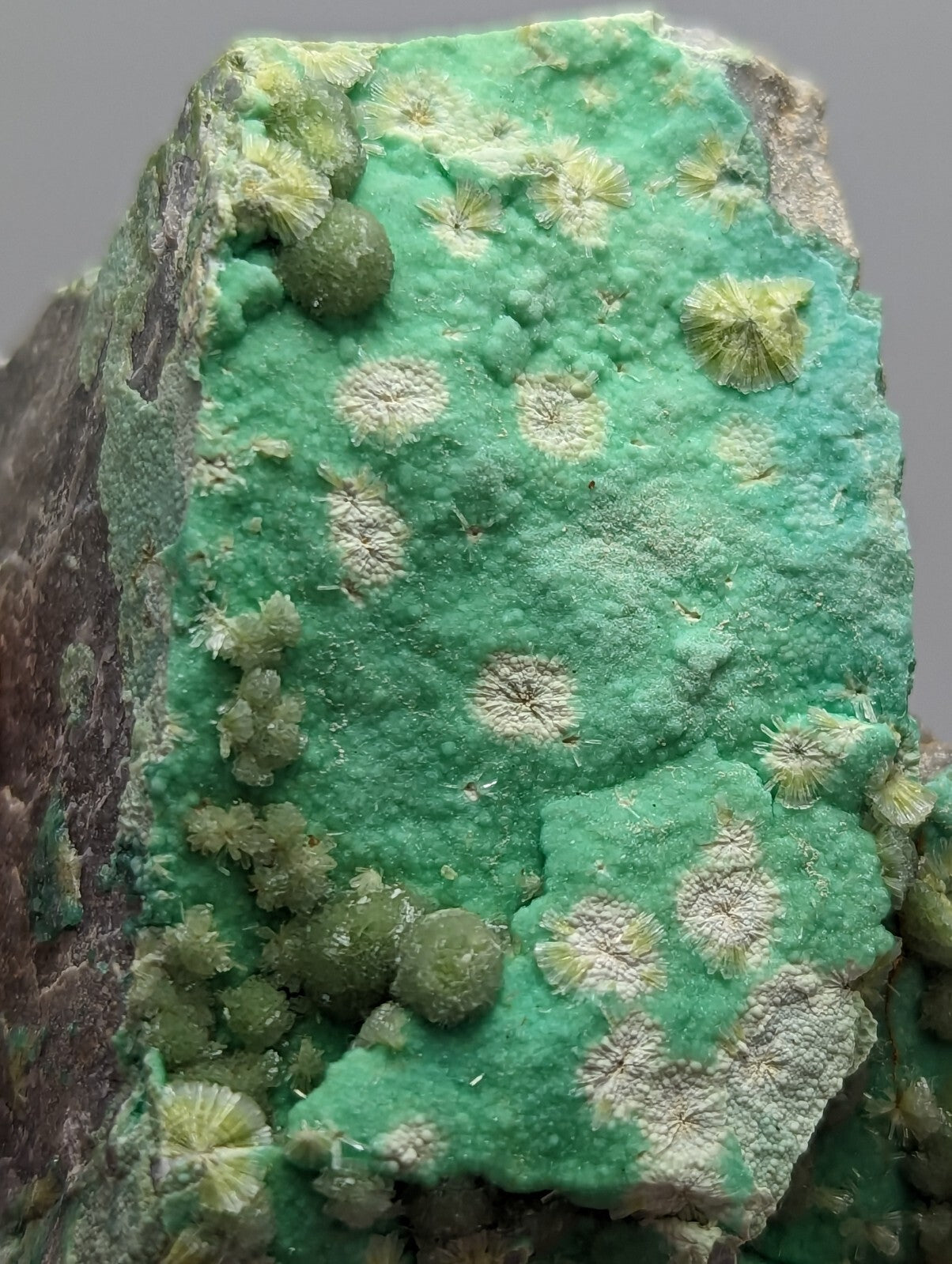 A vibrant green mineral specimen featuring intricate, fan-like crystalline formations and scattered spherical nodules.