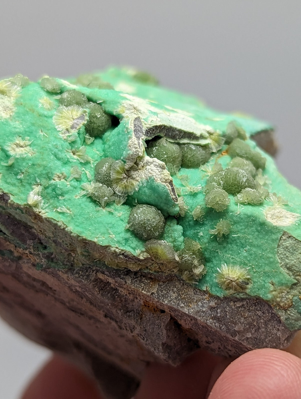 A vibrant green mineral specimen featuring rounded, moss-like formations with subtle white and gray accents on a darker rock base.