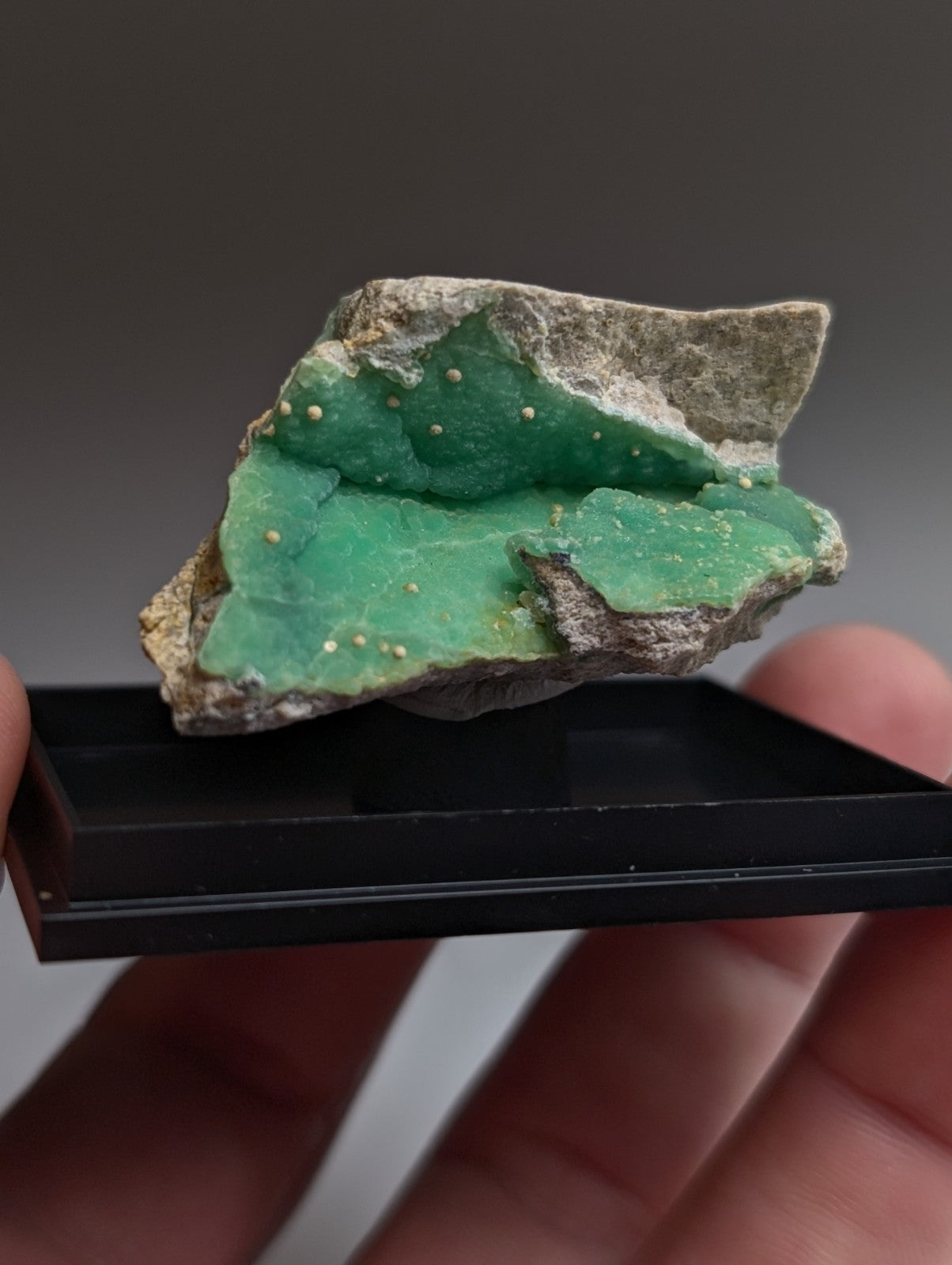 A vibrant green a+ wavellite on variscite mineral specimen with golden specks from garland county arkansas rare with case