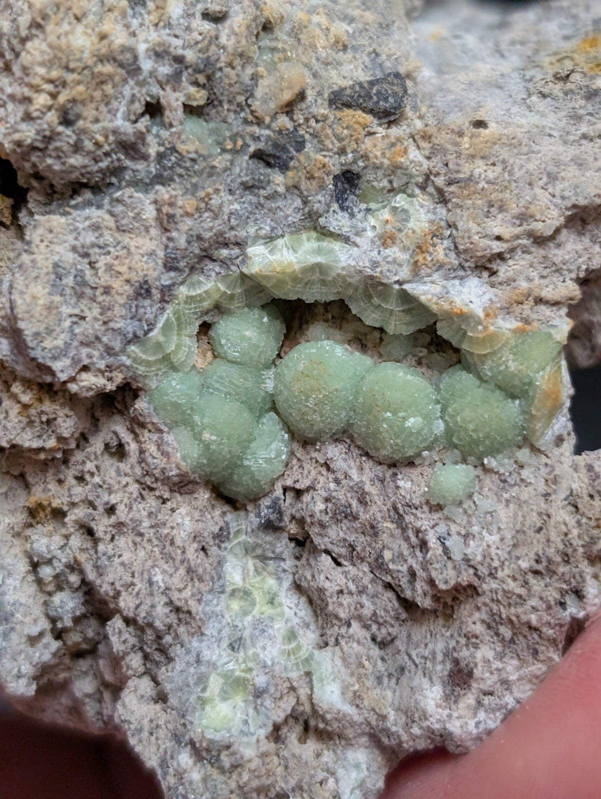 A cluster of translucent, pale green, bubble-like crystals nestled within a rough-textured gray rock matrix.