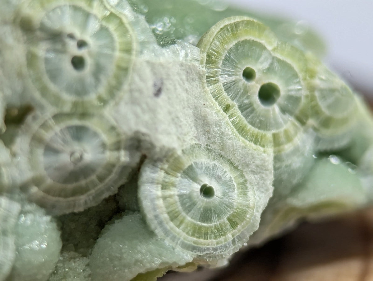 A cluster of translucent, pale green fossilized coral colonies with concentric circular patterns and central holes.